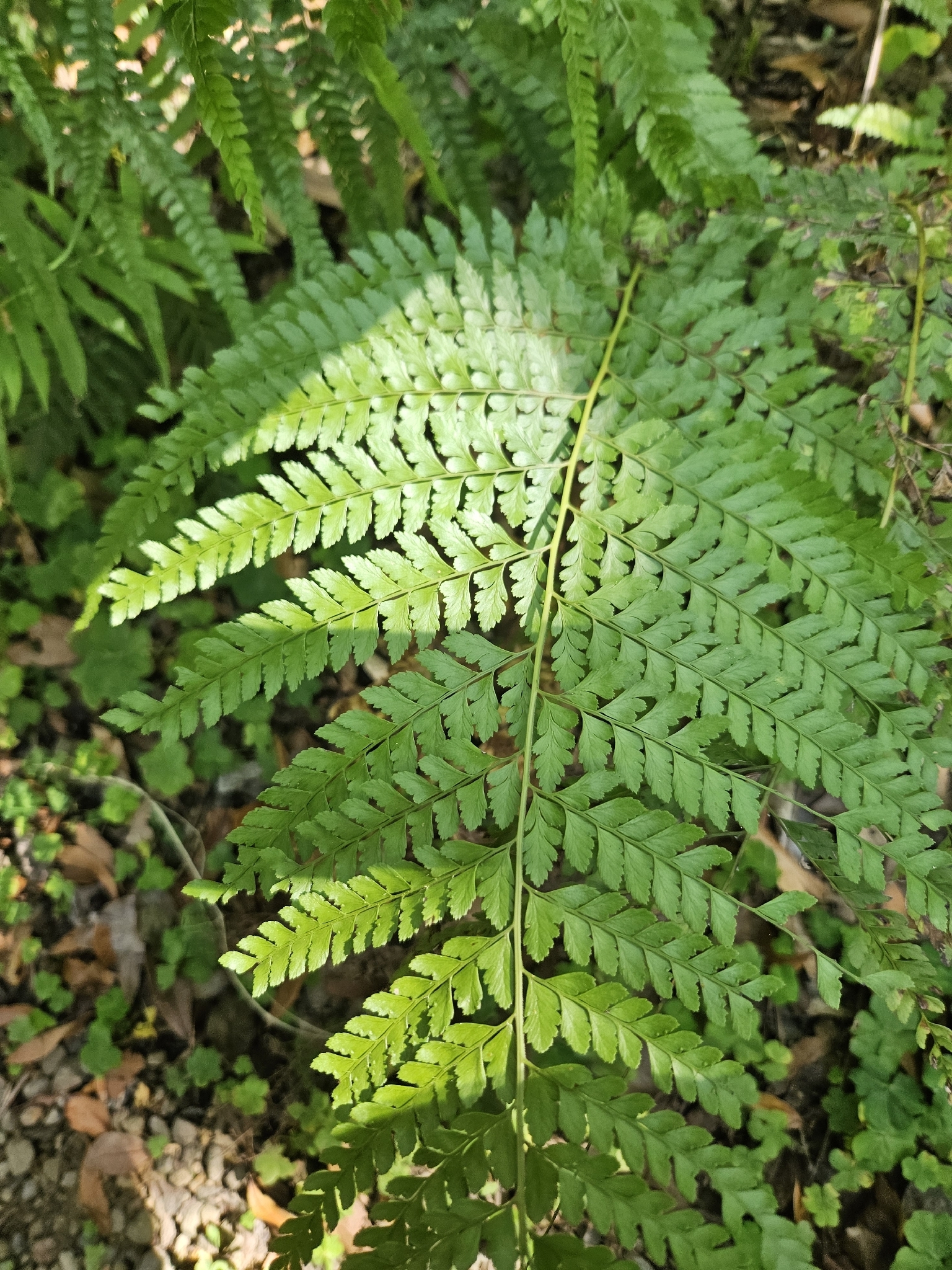 Photograph of Microlepia