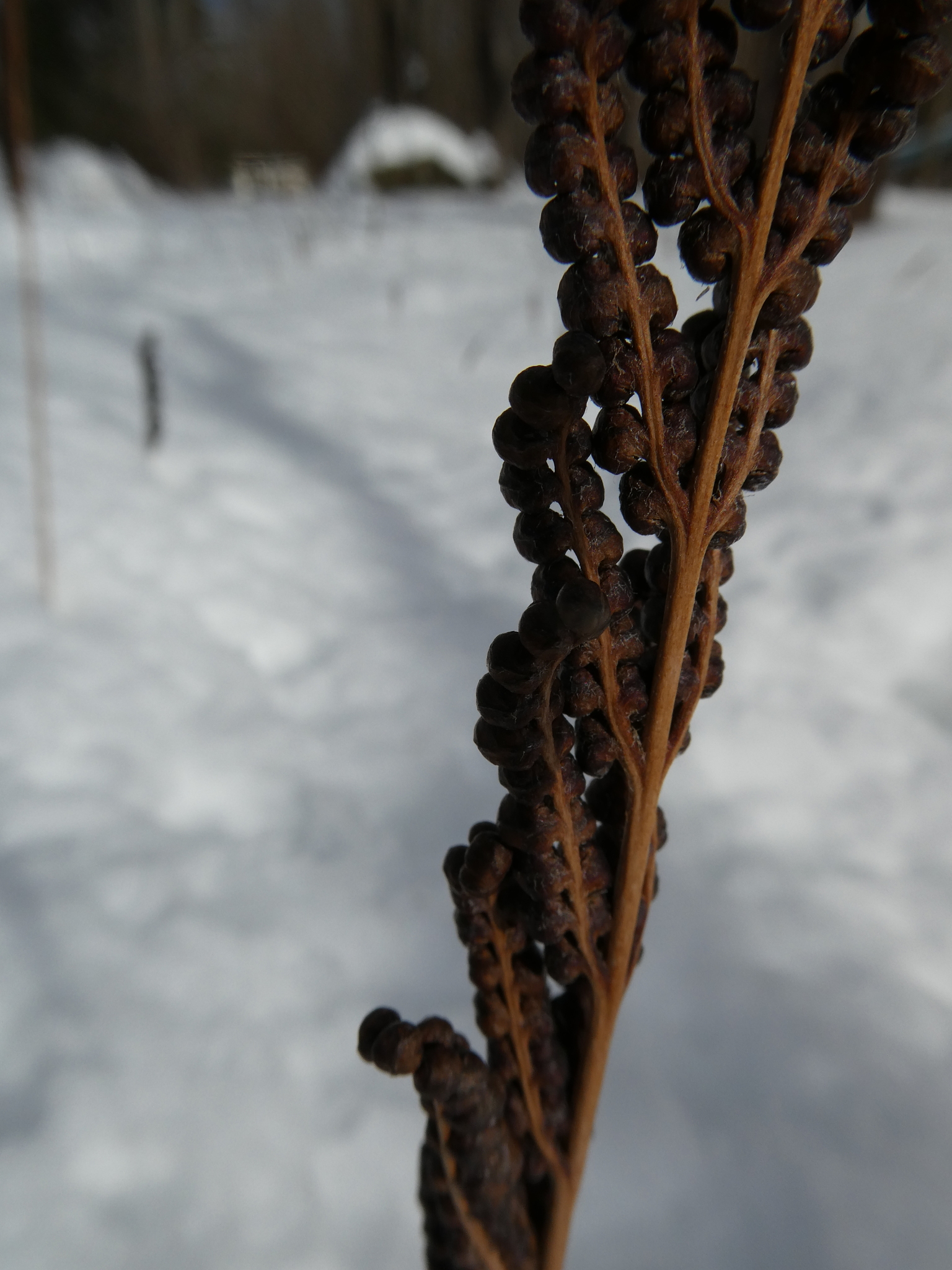 Photograph of Sensitive Fern
