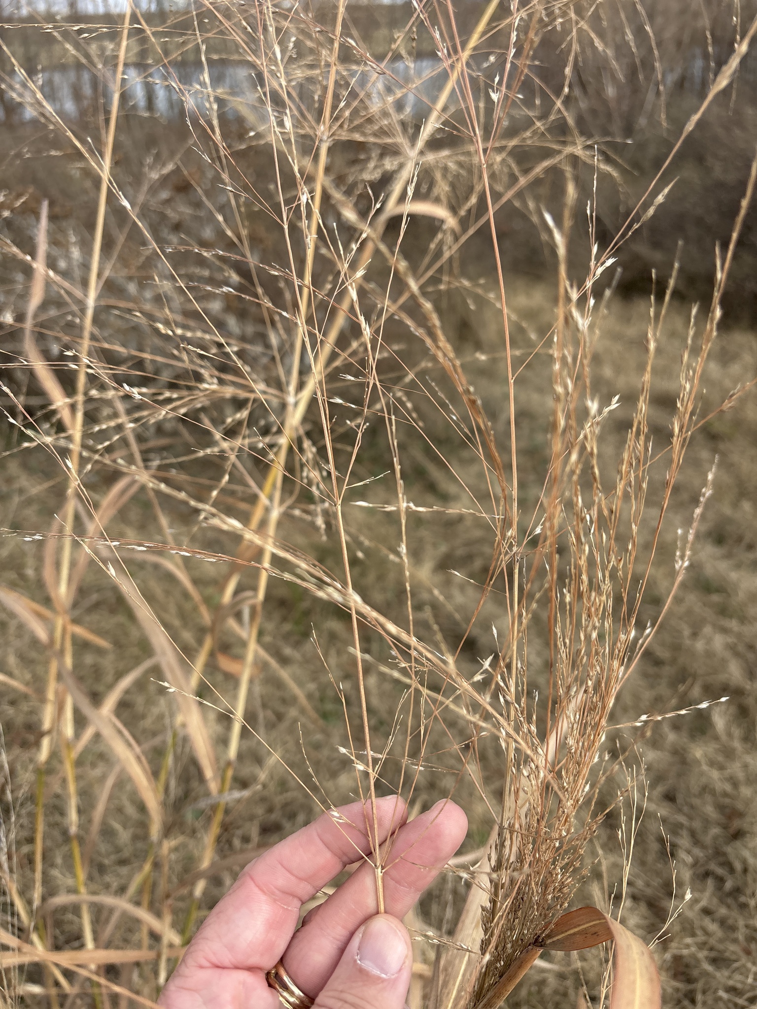 Photograph of Panicum
