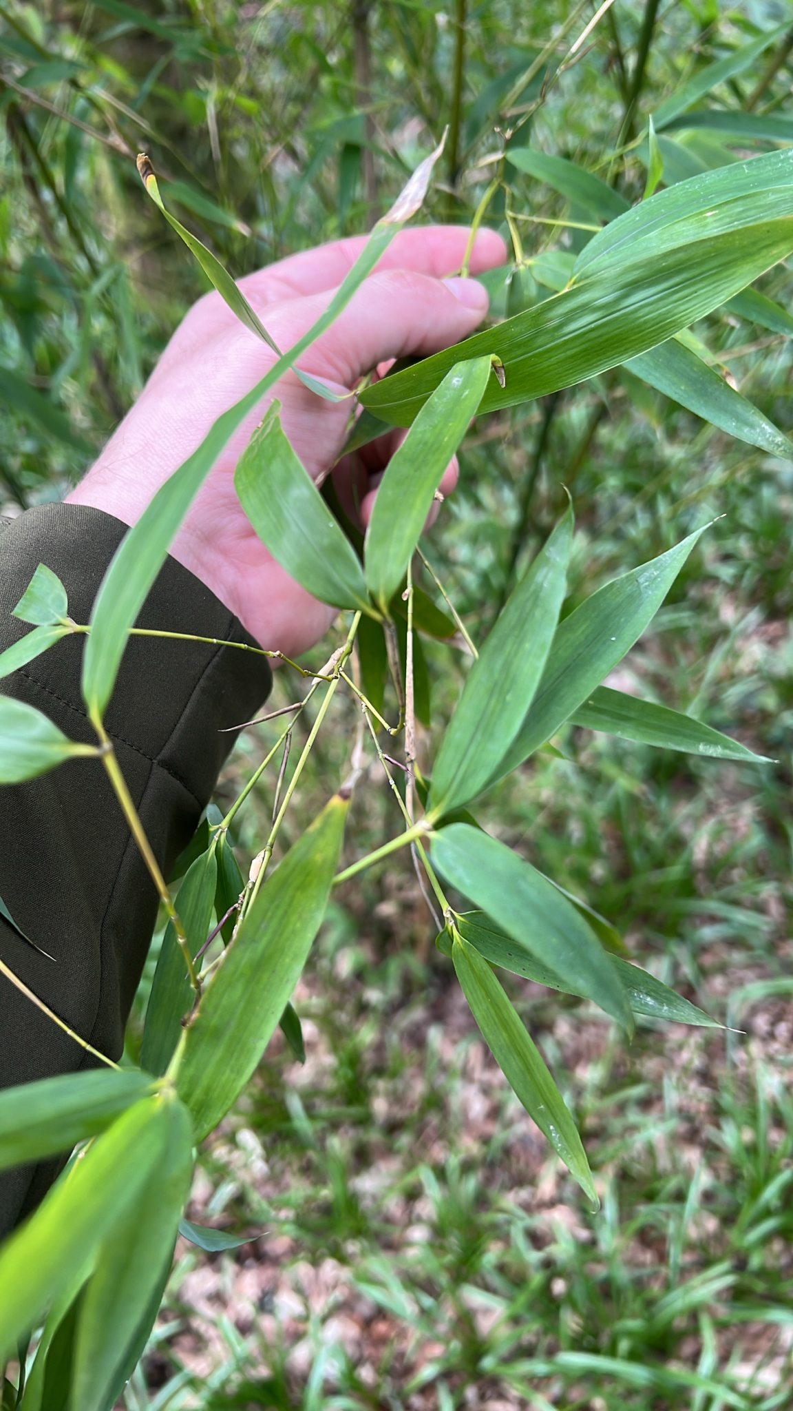 Photograph of Phyllostachys