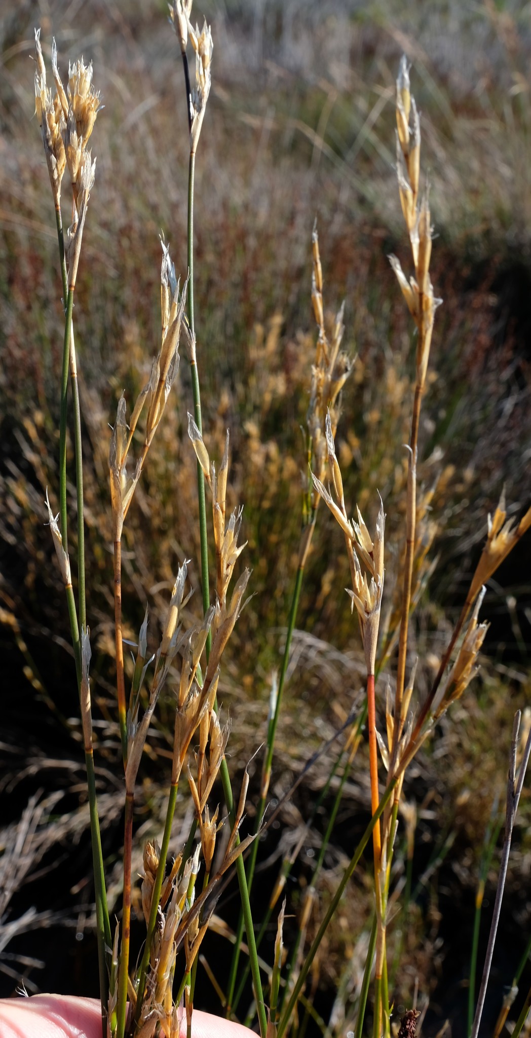 Photograph of Restio