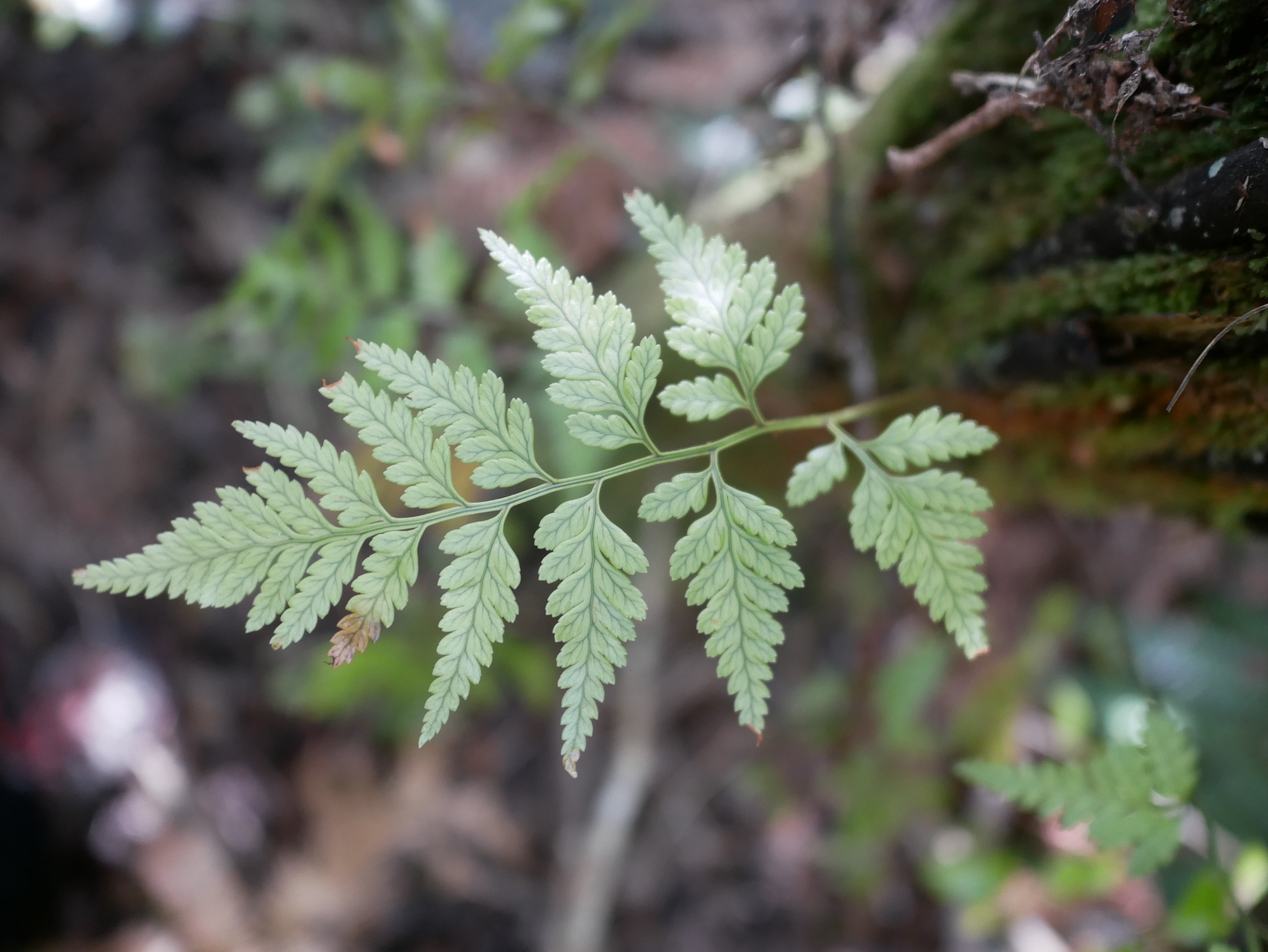 Photograph of Leatherleaf Fern