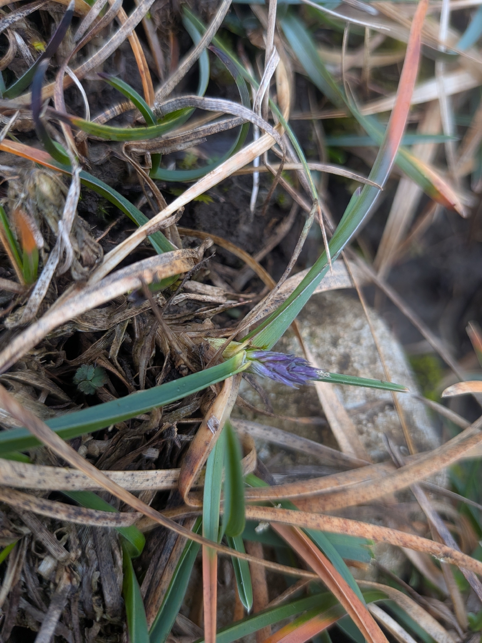 Photograph of Moor Grass