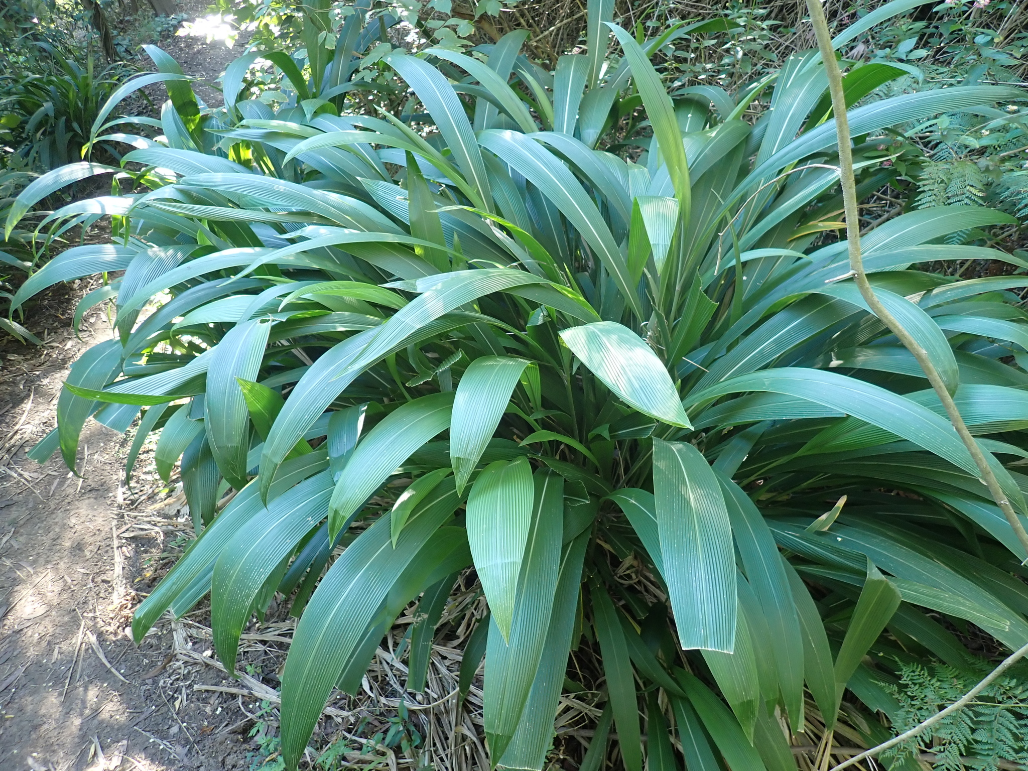 Photograph of Setaria