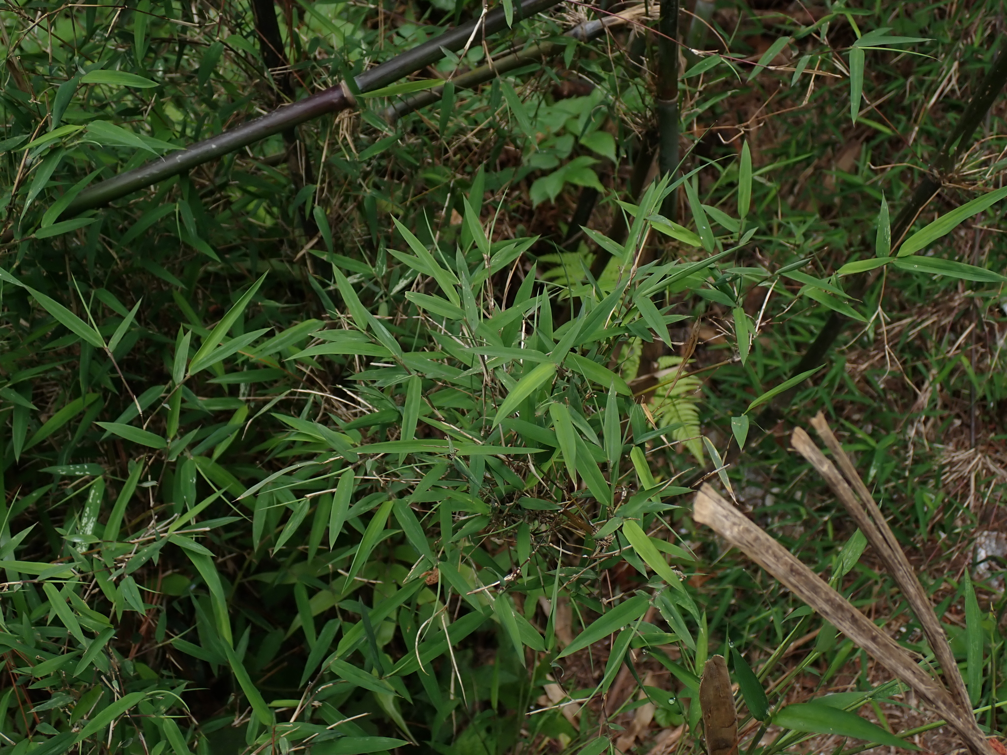 Photograph of Thamnocalamus