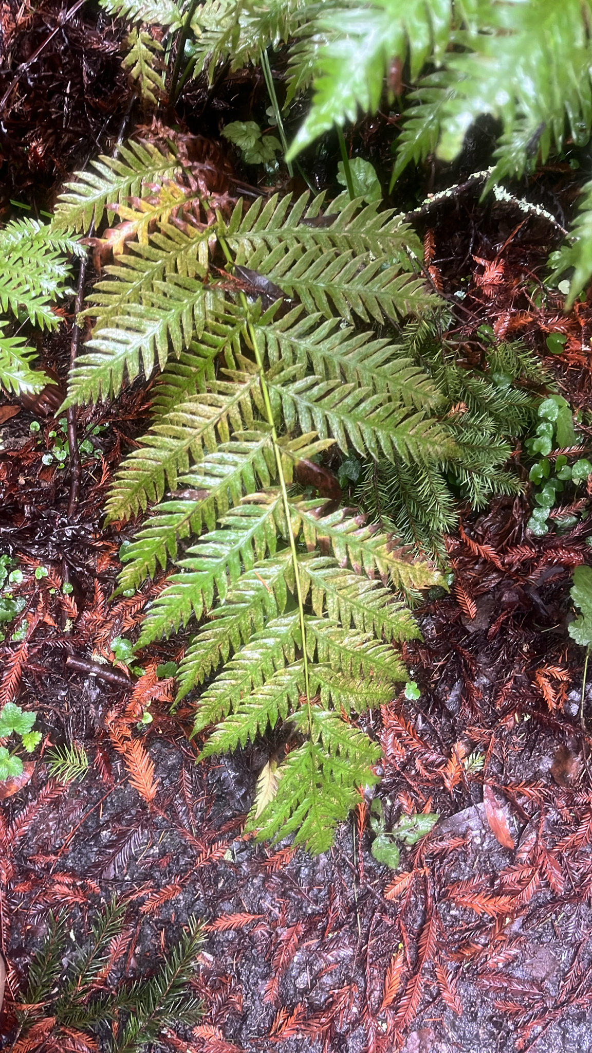 Photograph of Chain Fern
