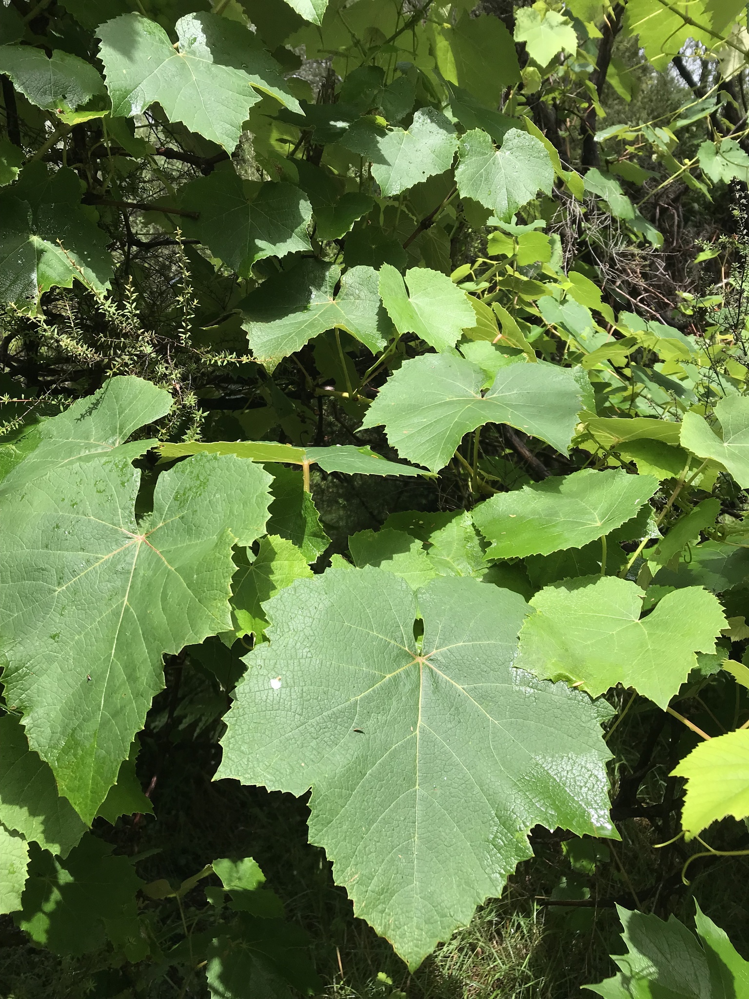 Photograph of Grape Vine