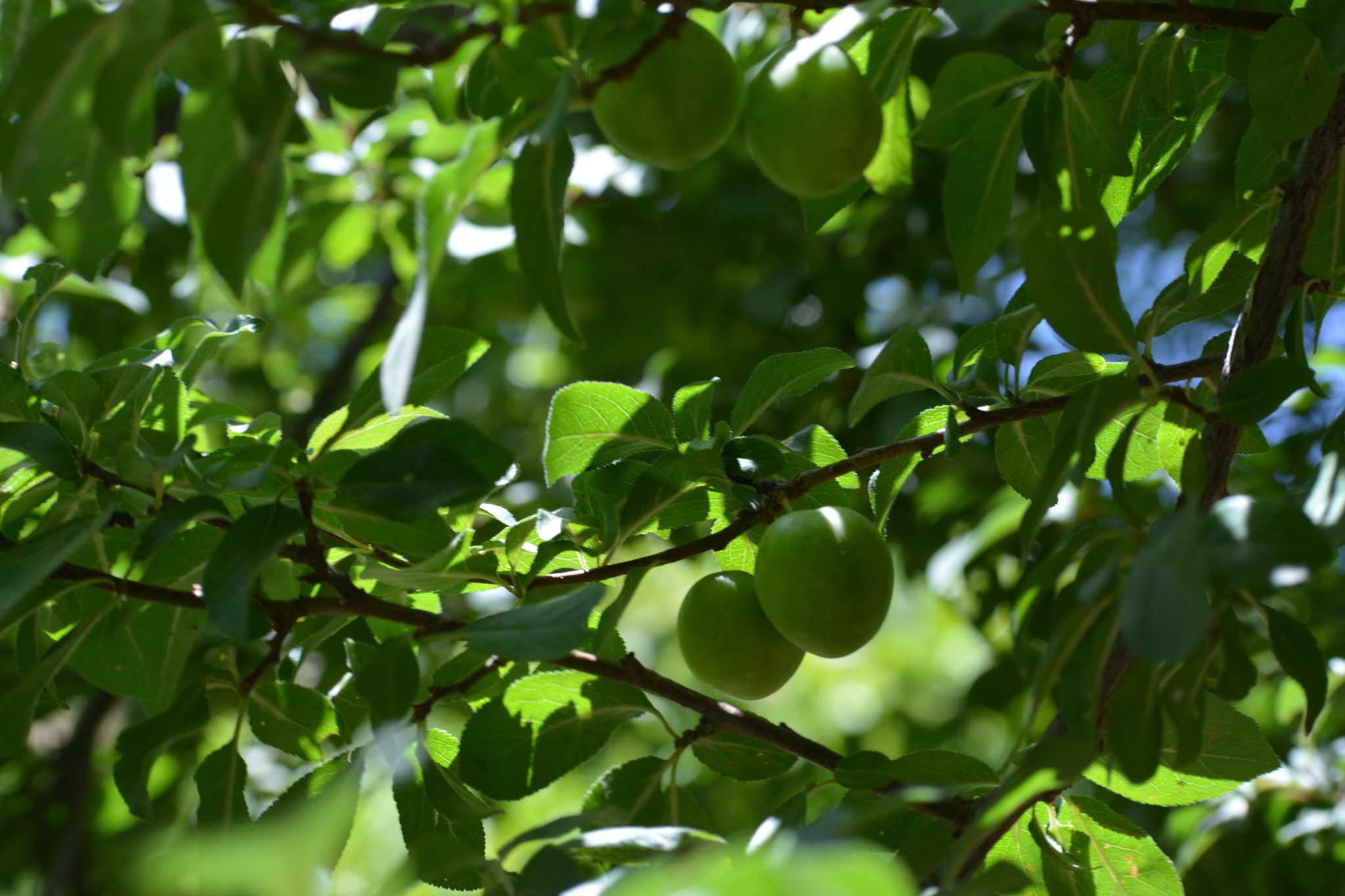 Photograph of Greengage