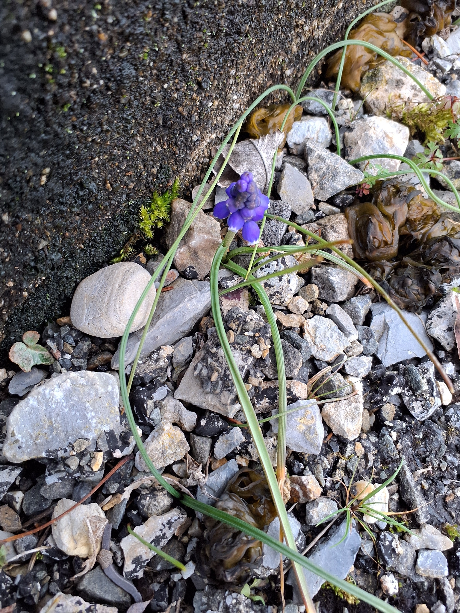 Photograph of Grape Hyacinth