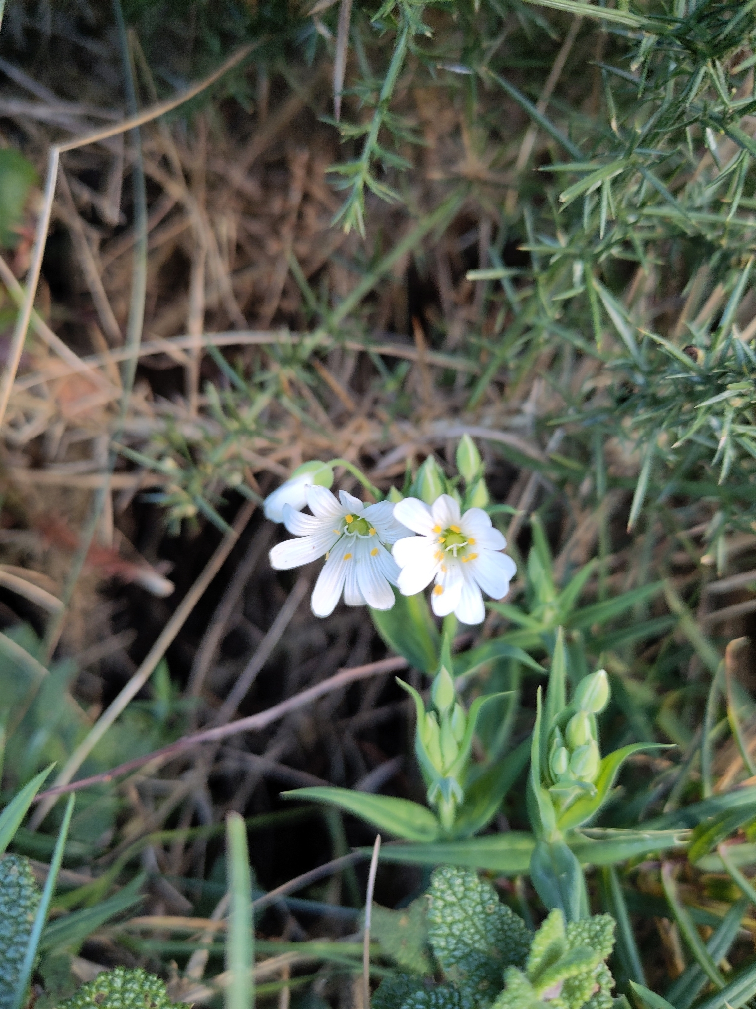 Photograph of Greater Stitchwort