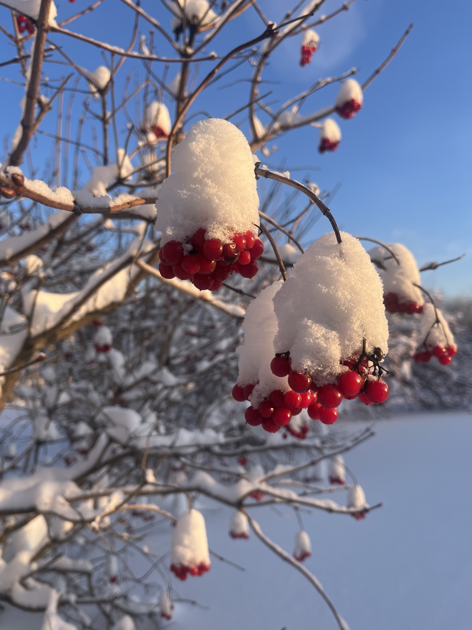 Photograph of Guelder Rose