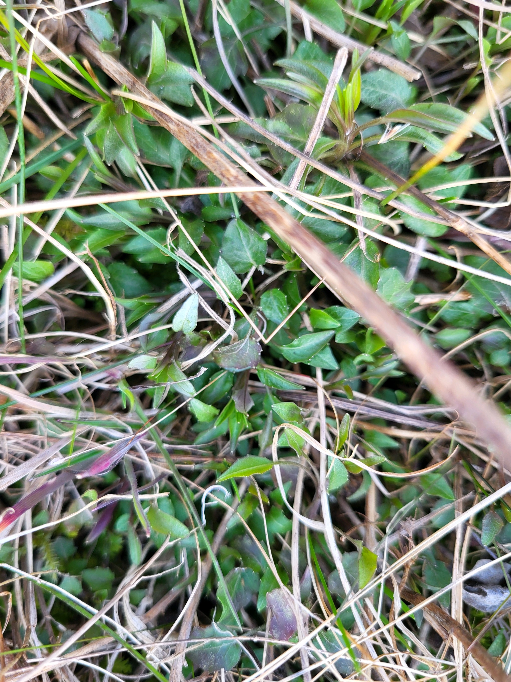 Photograph of Harebell