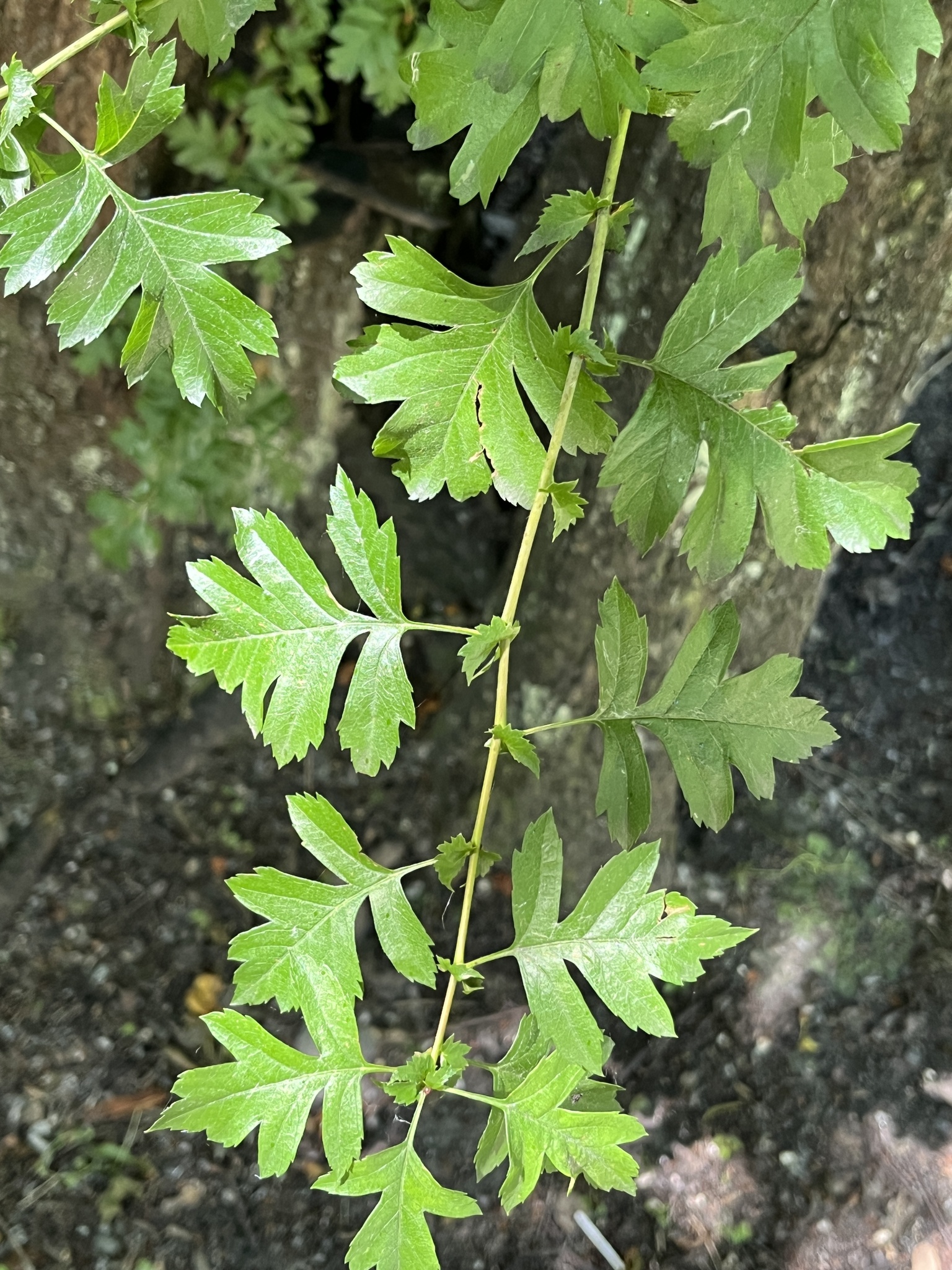 Photograph of Hawthorn