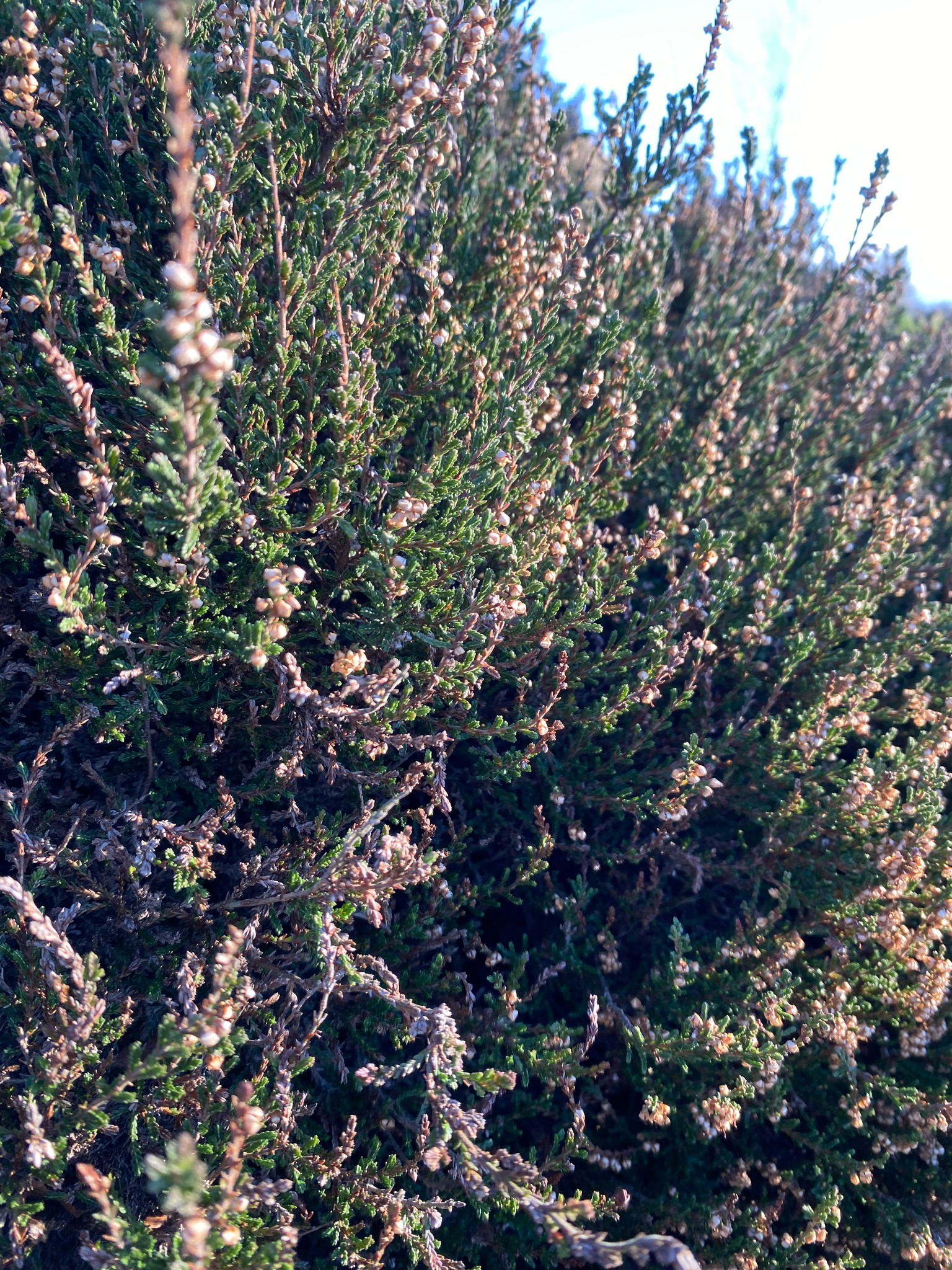 Photograph of Heather