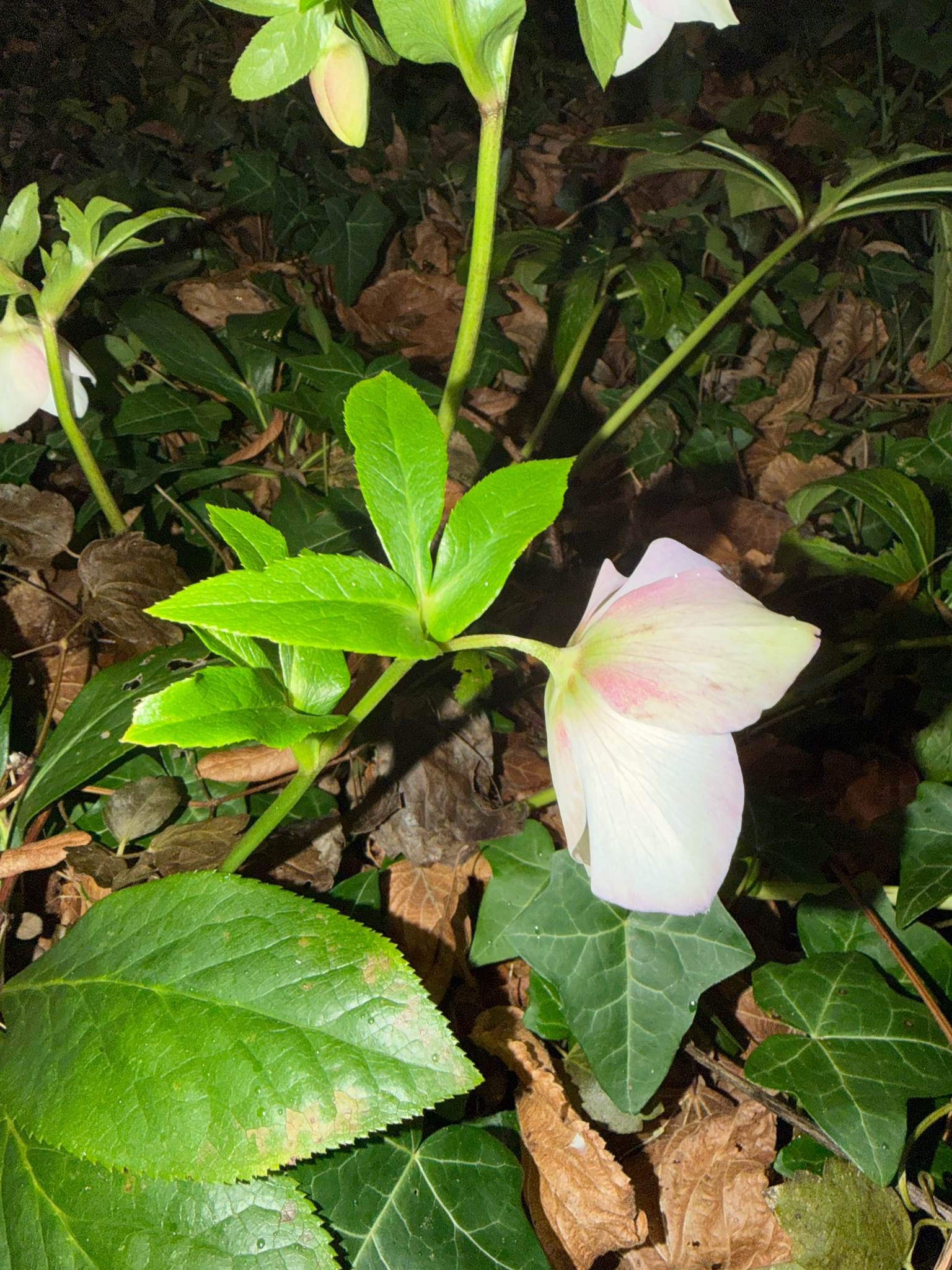 Photograph of Hellebore