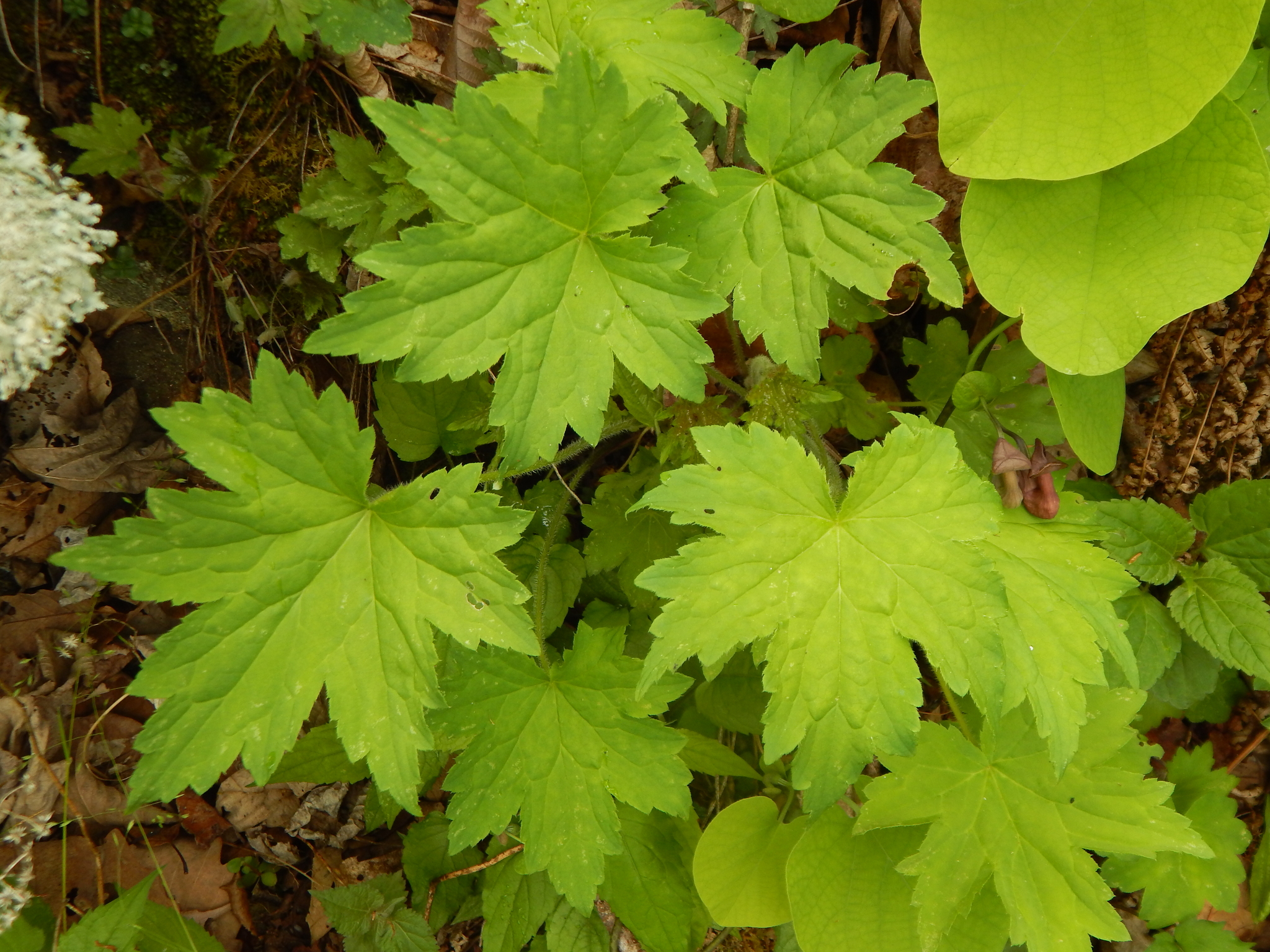 Photograph of Heuchera