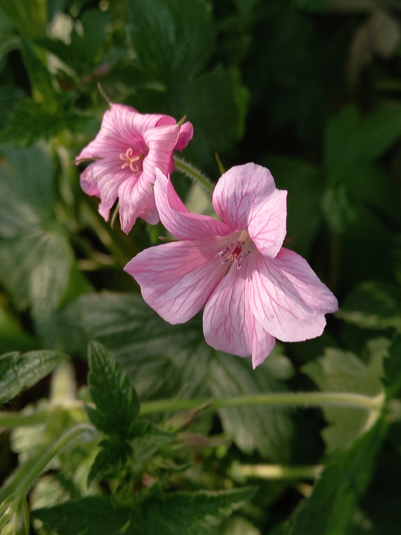 Photograph of Hardy Geranium