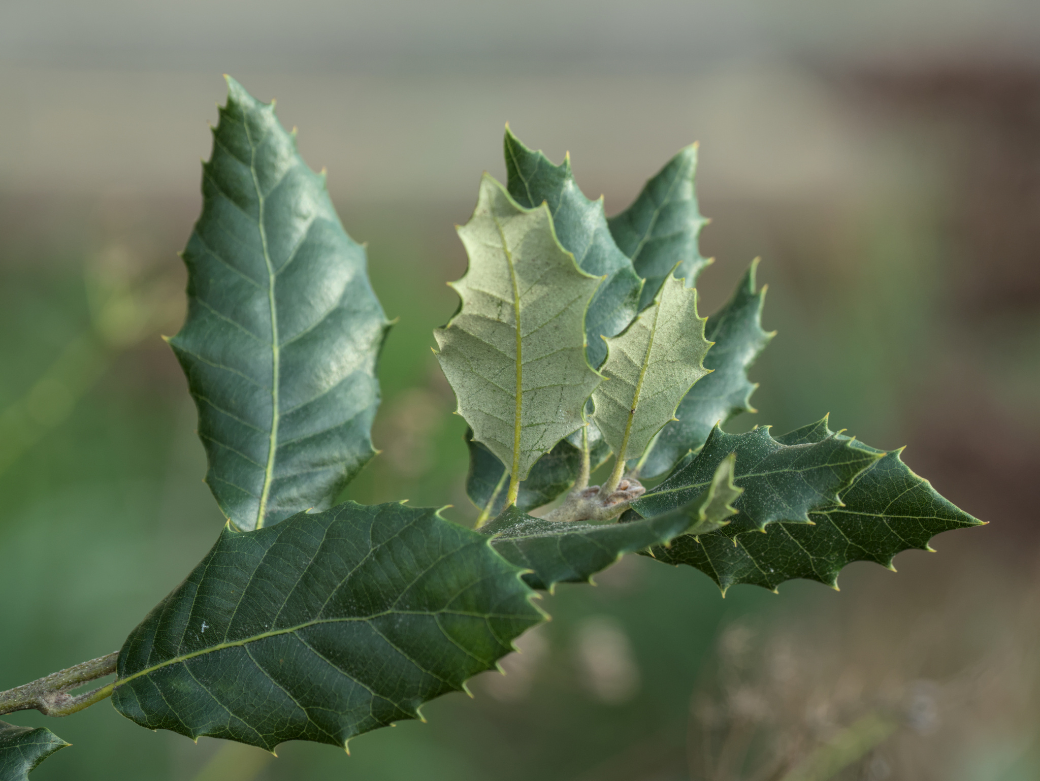 Photograph of Holm Oak