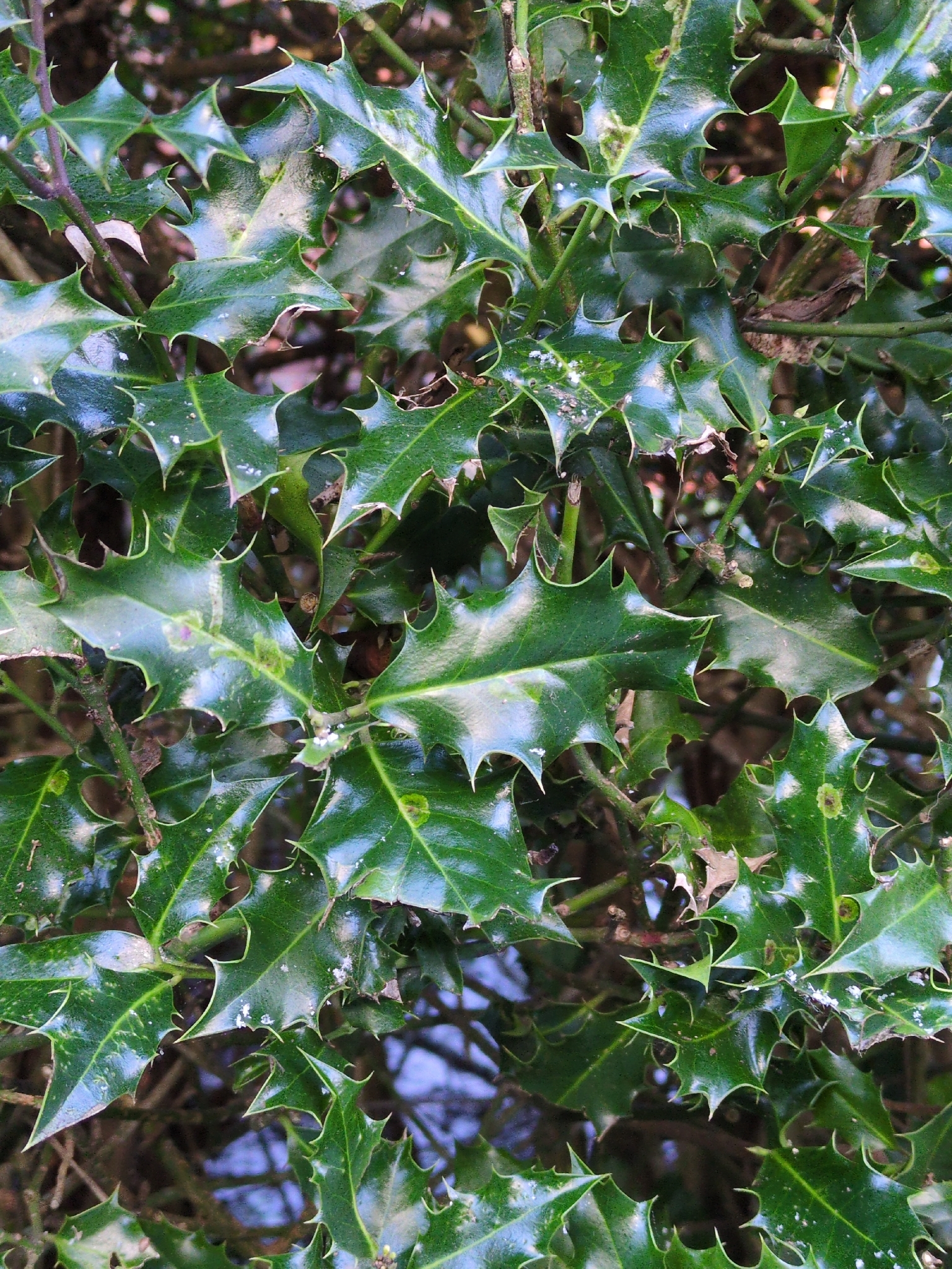 Photograph of Holly