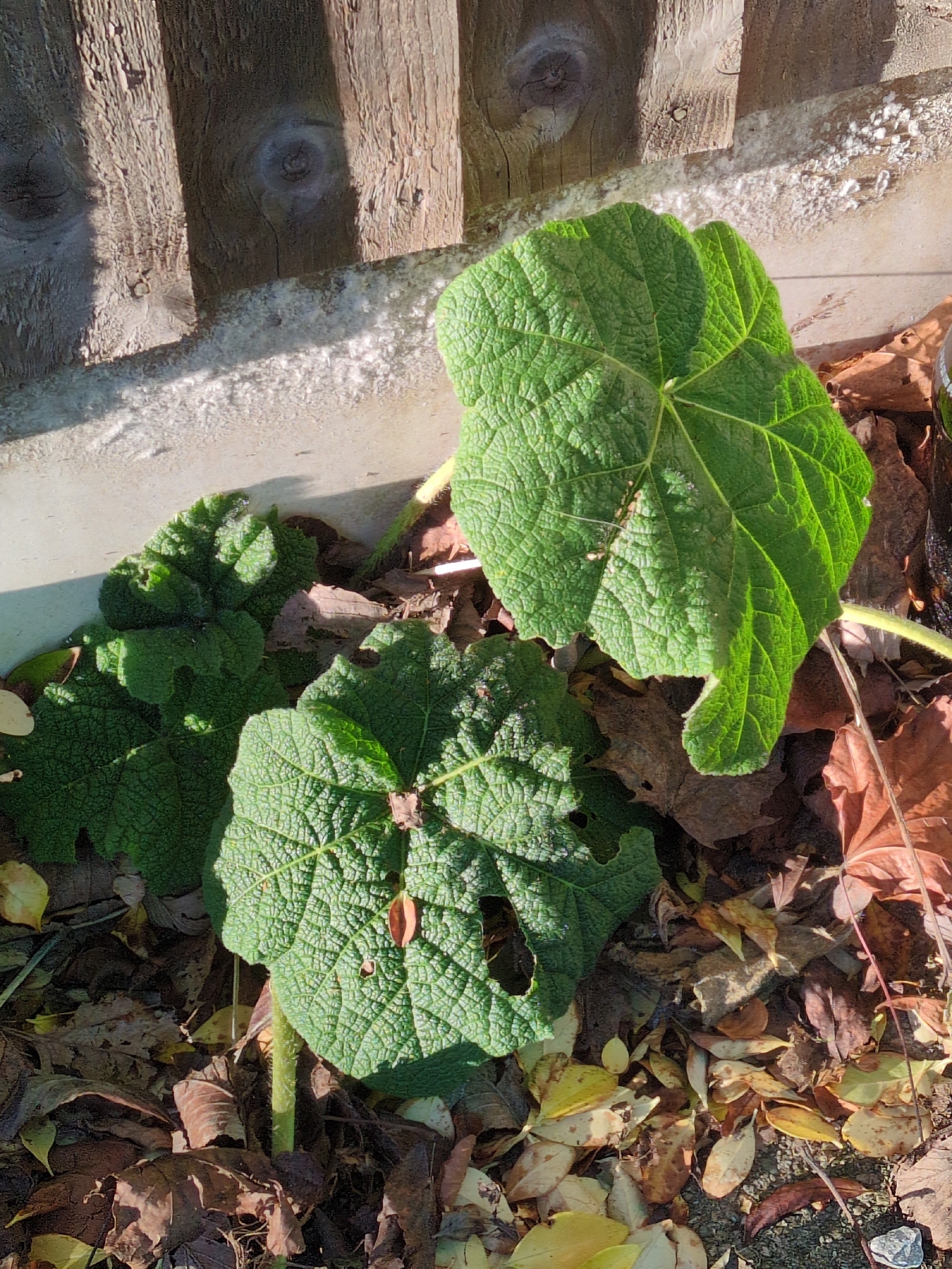 Photograph of Hollyhock