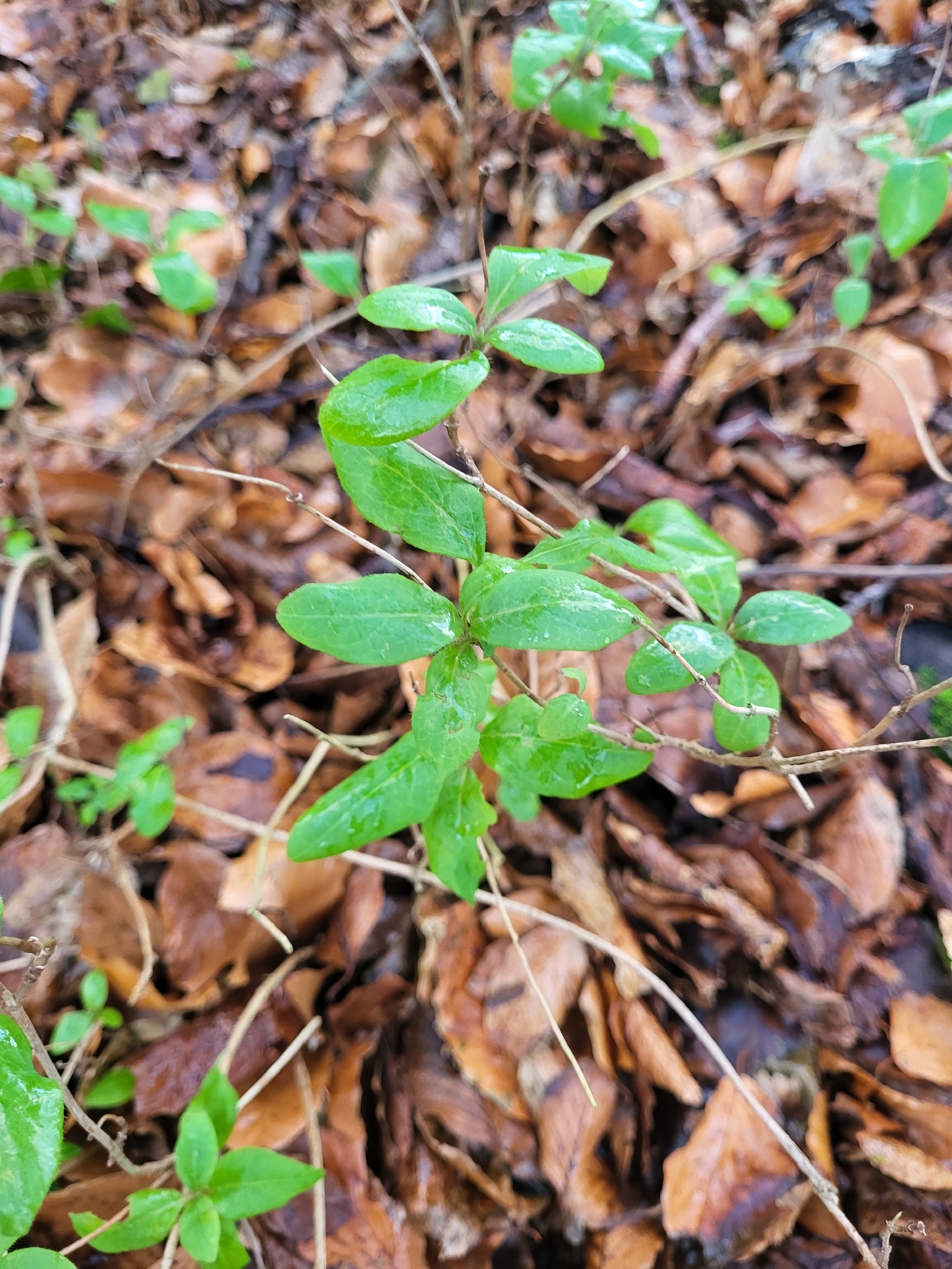 Photograph of Honeysuckle