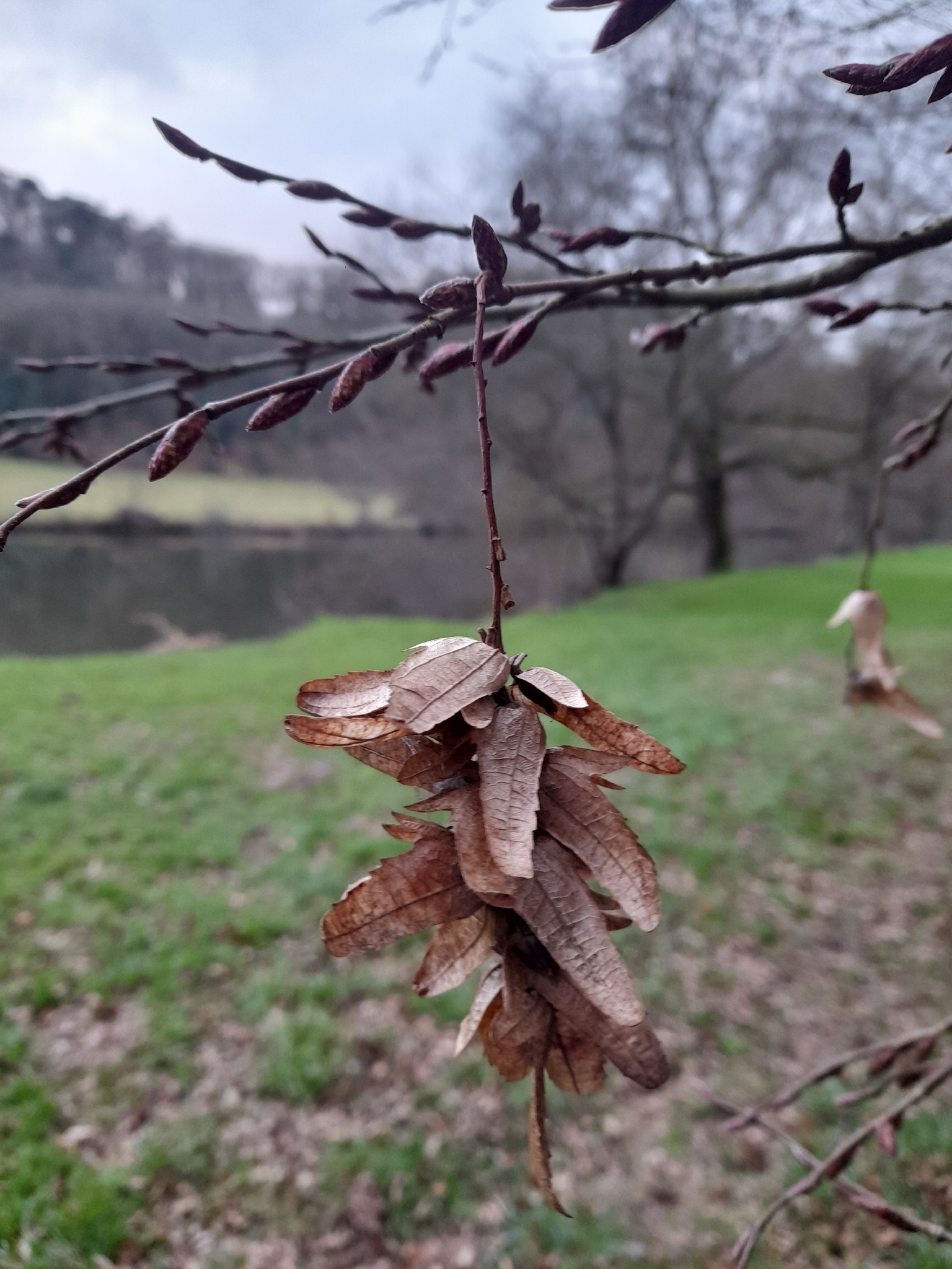 Photograph of Hornbeam