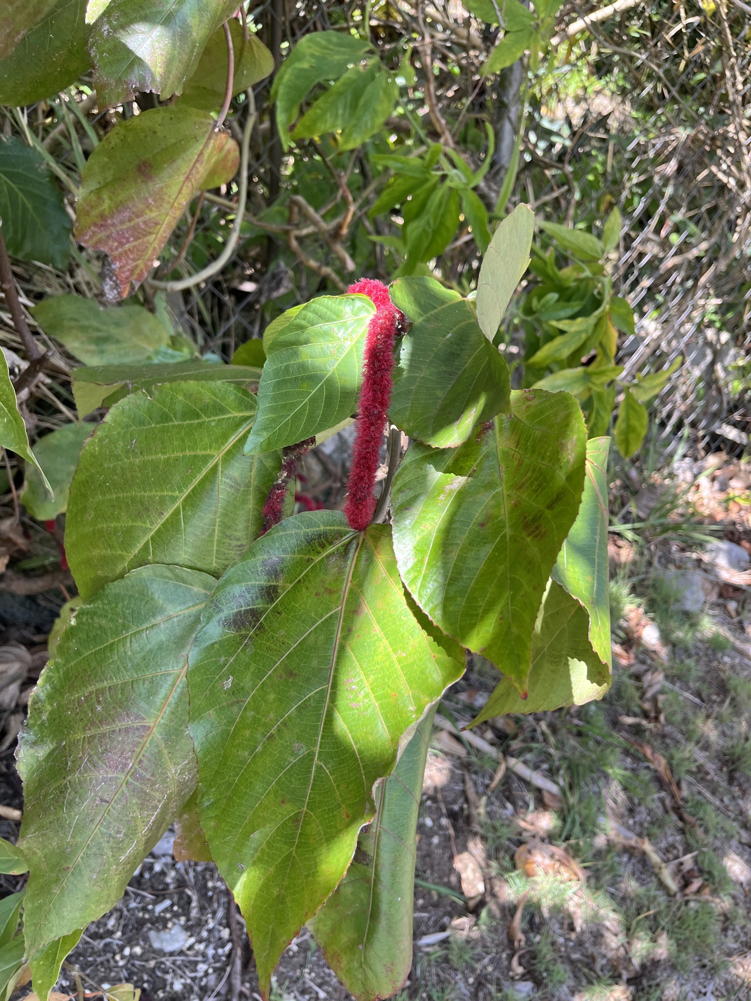 Photograph of Acalypha