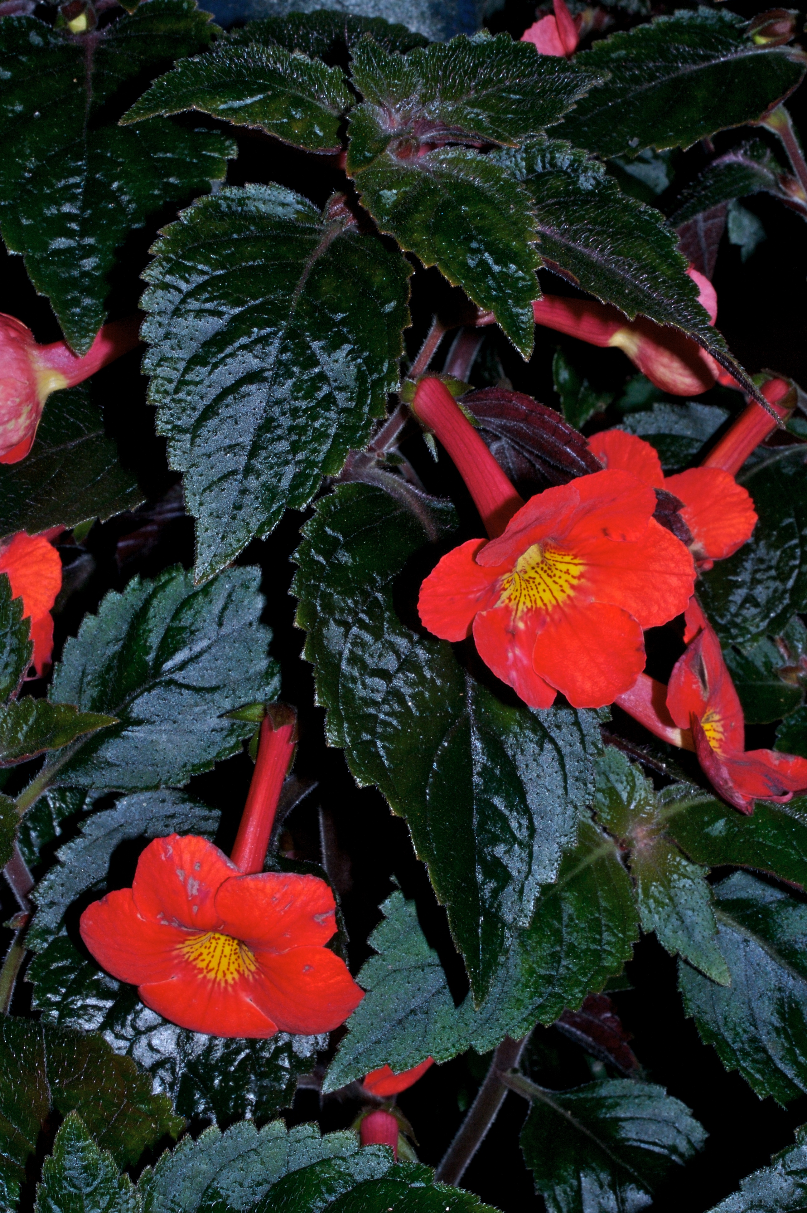 Photograph of Achimenantha