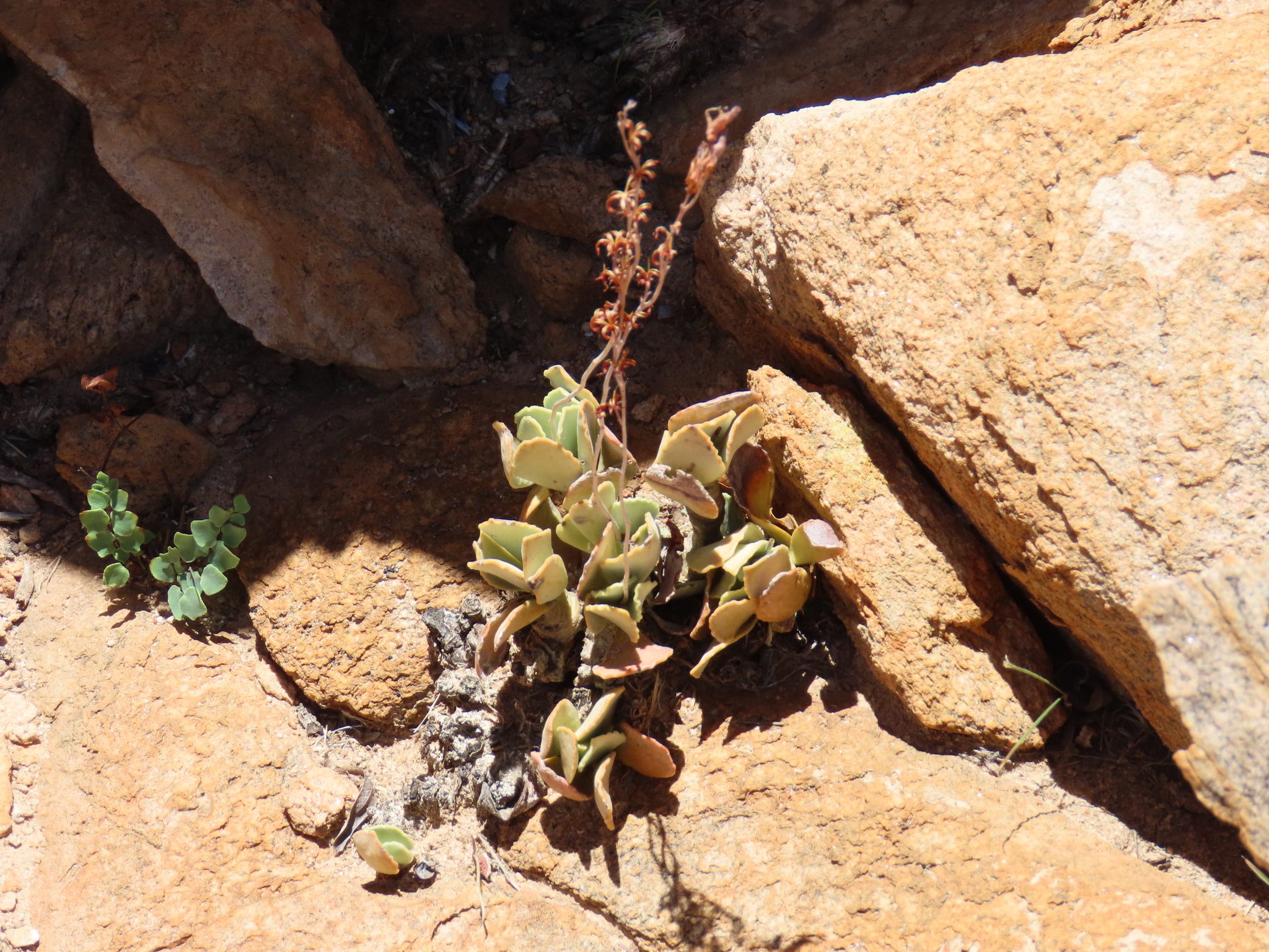 Photograph of Adromischus
