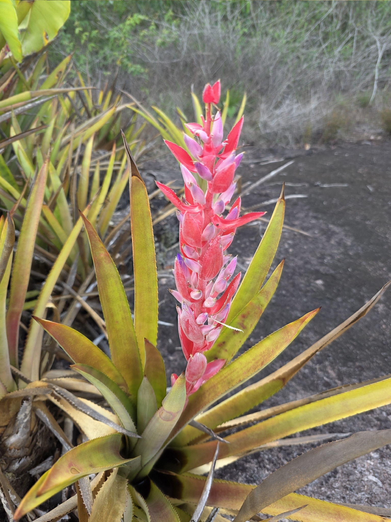 Photograph of Urn Plant