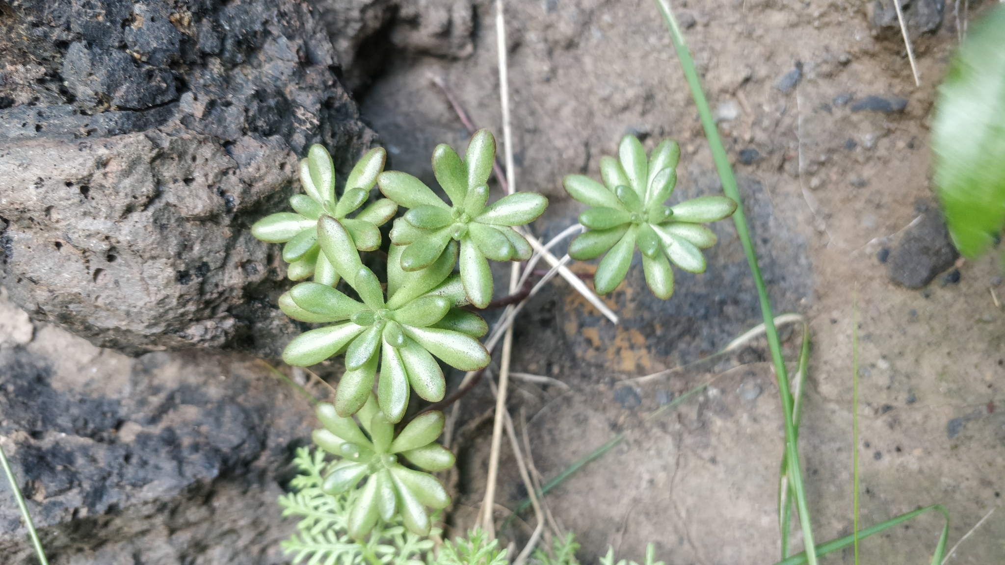Photograph of Aeonium