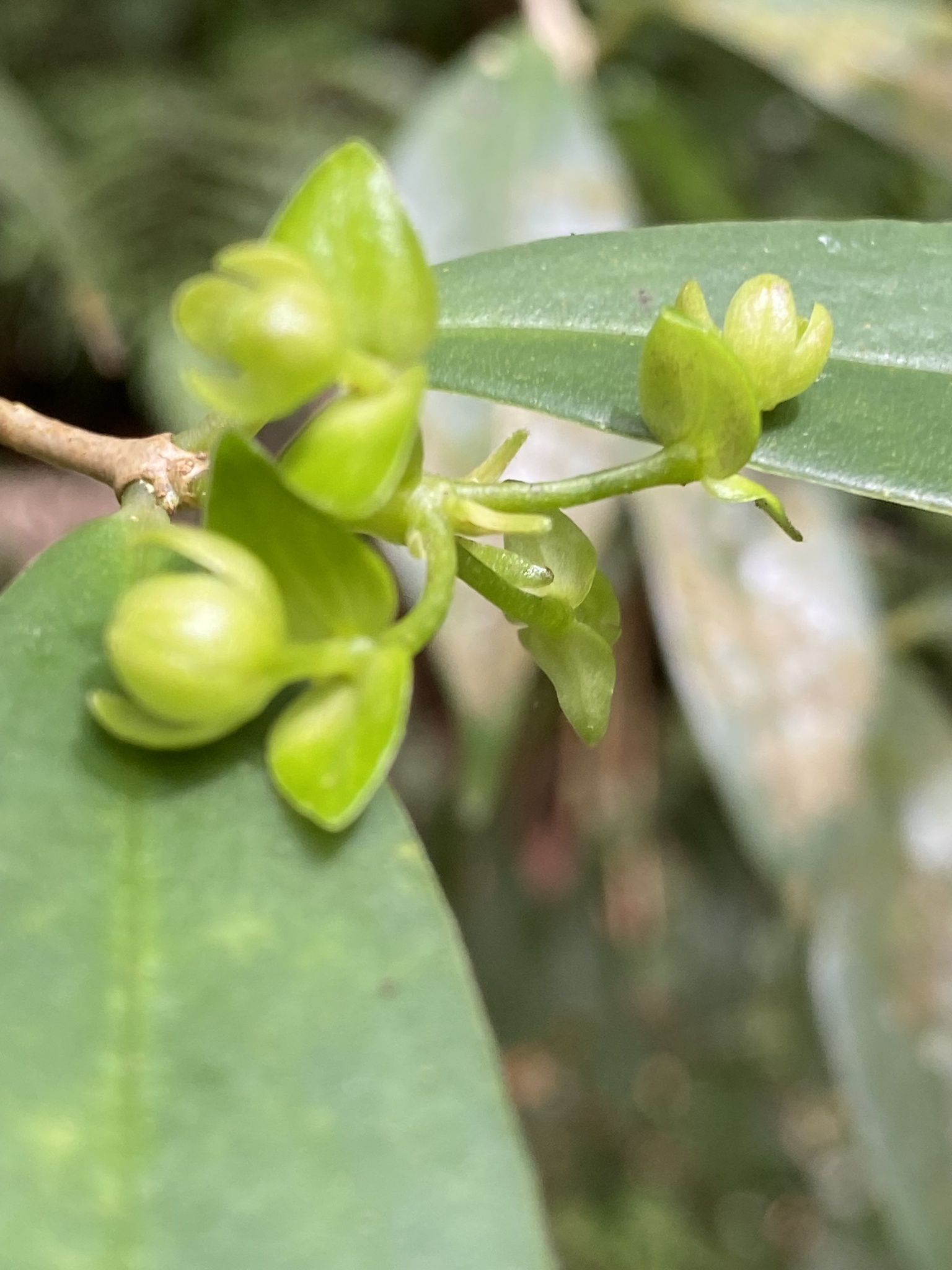 Photograph of Lipstick Plant