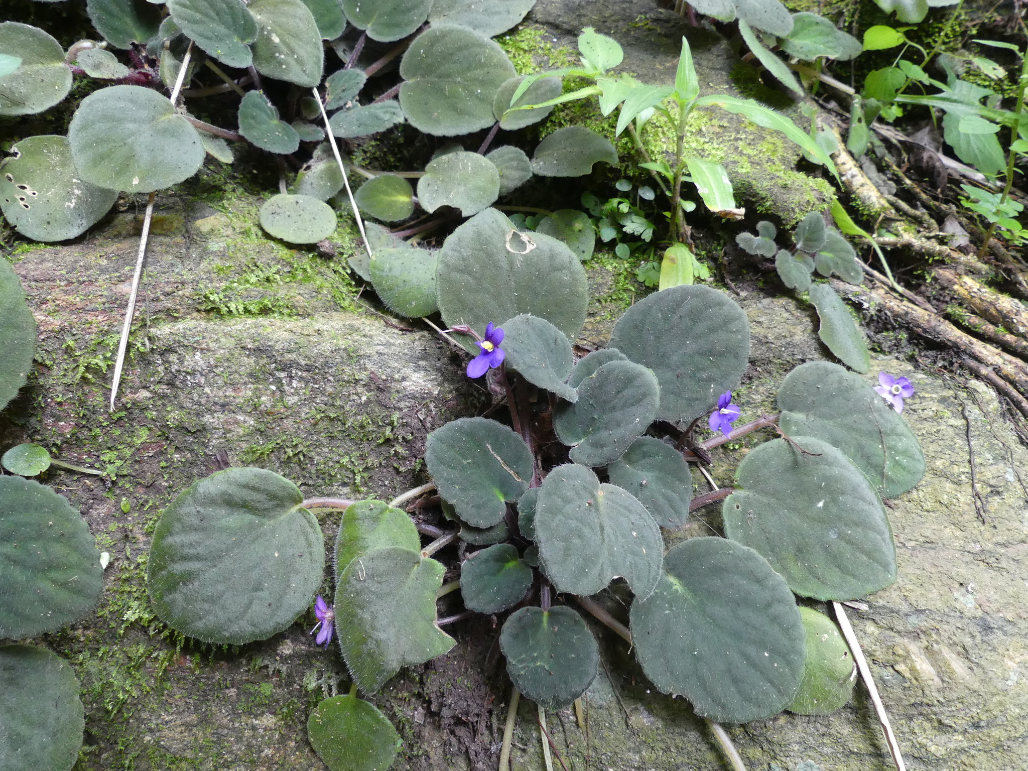 Photograph of African Violet