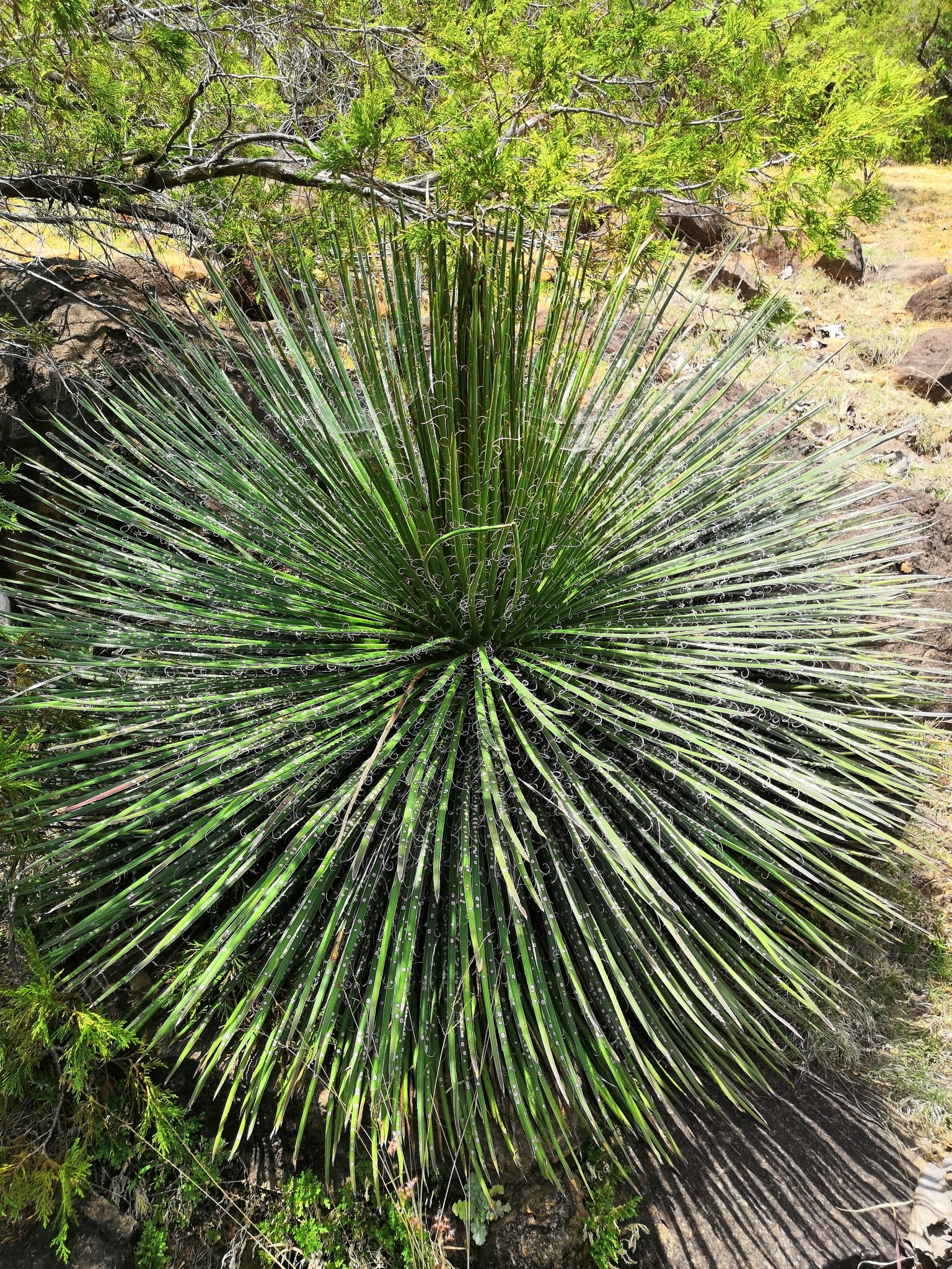 Photograph of Agave
