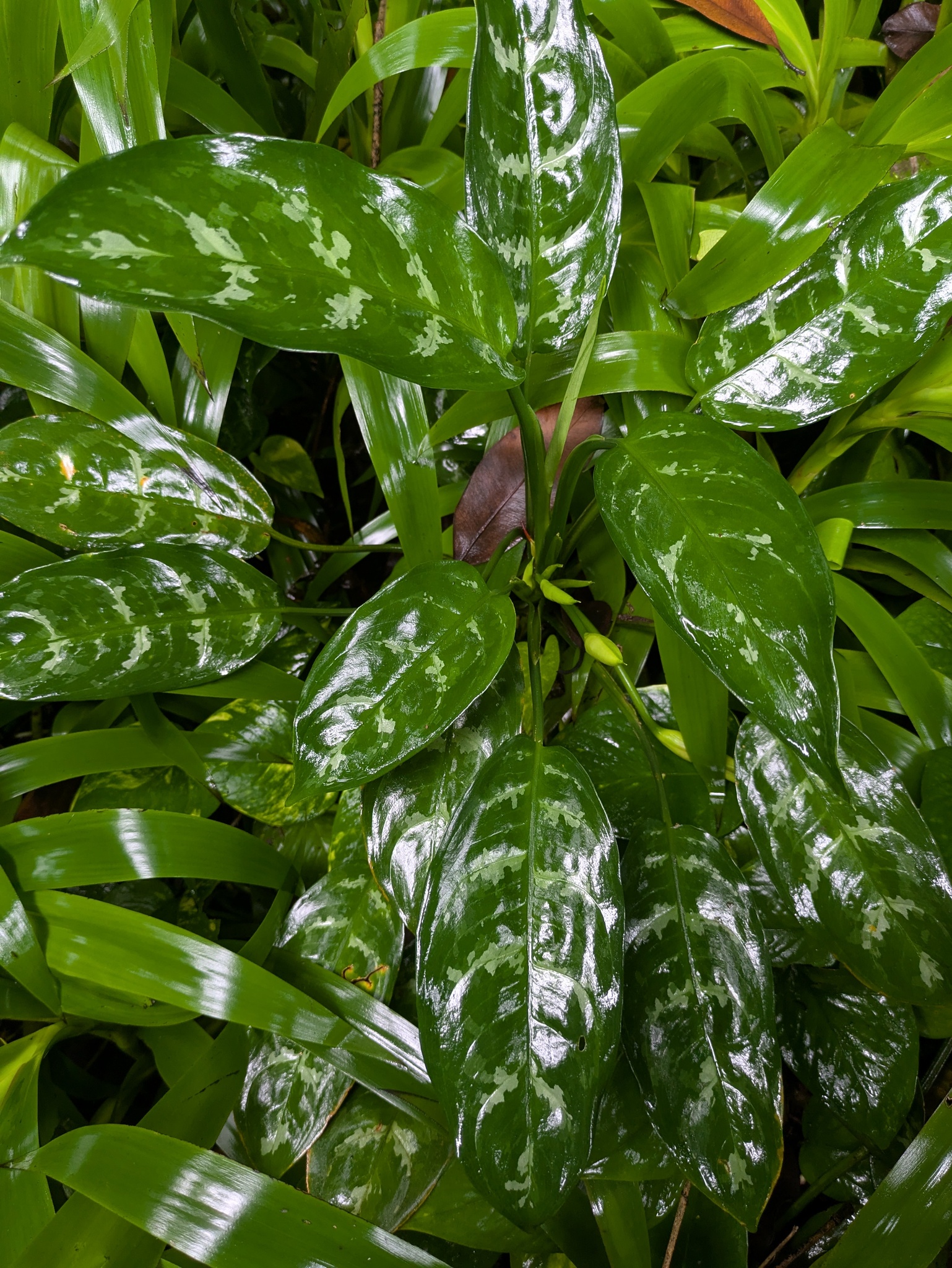 Photograph of Aglaonema (Chinese Evergreen)