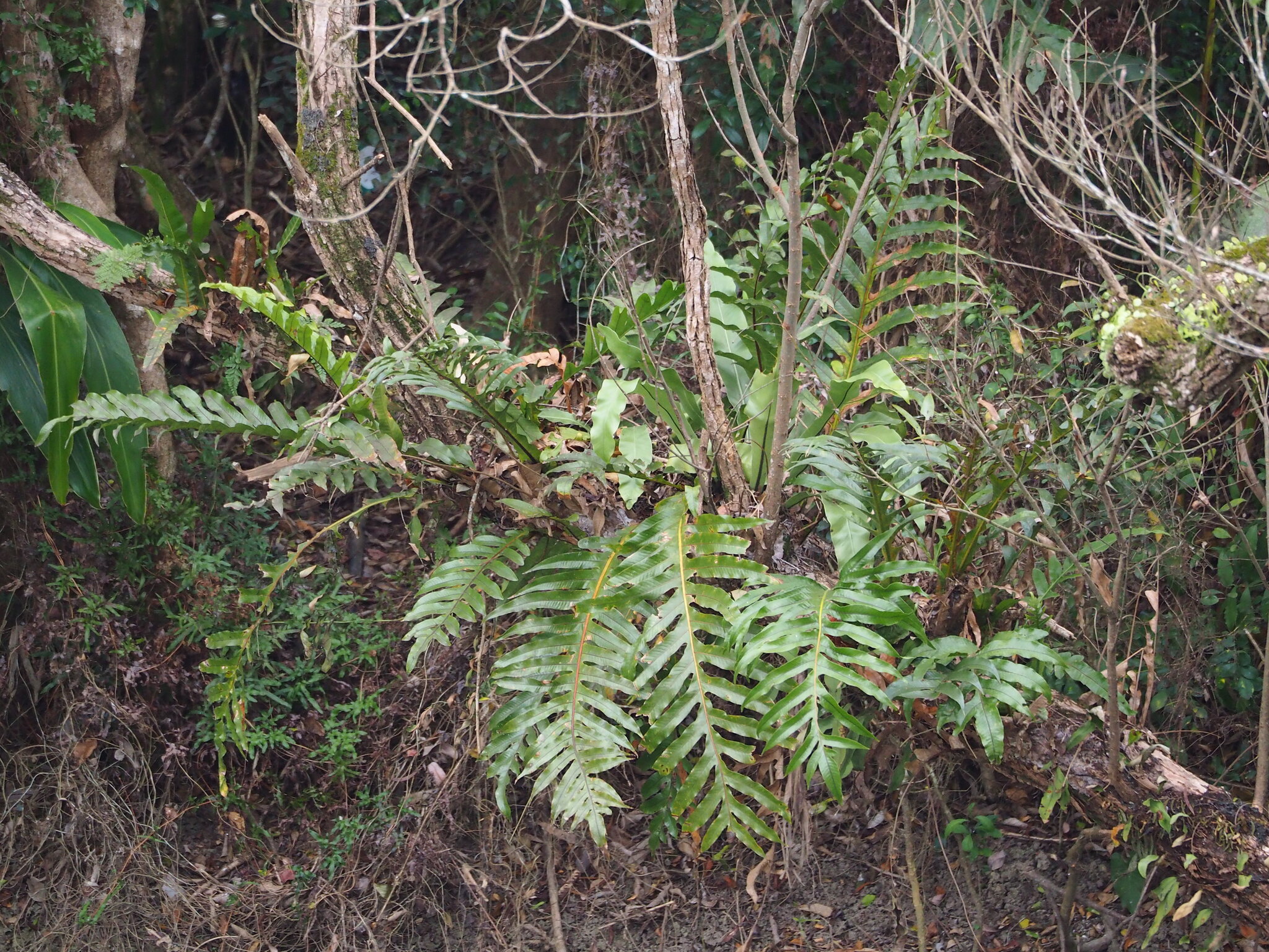 Photograph of Aglaomorpha