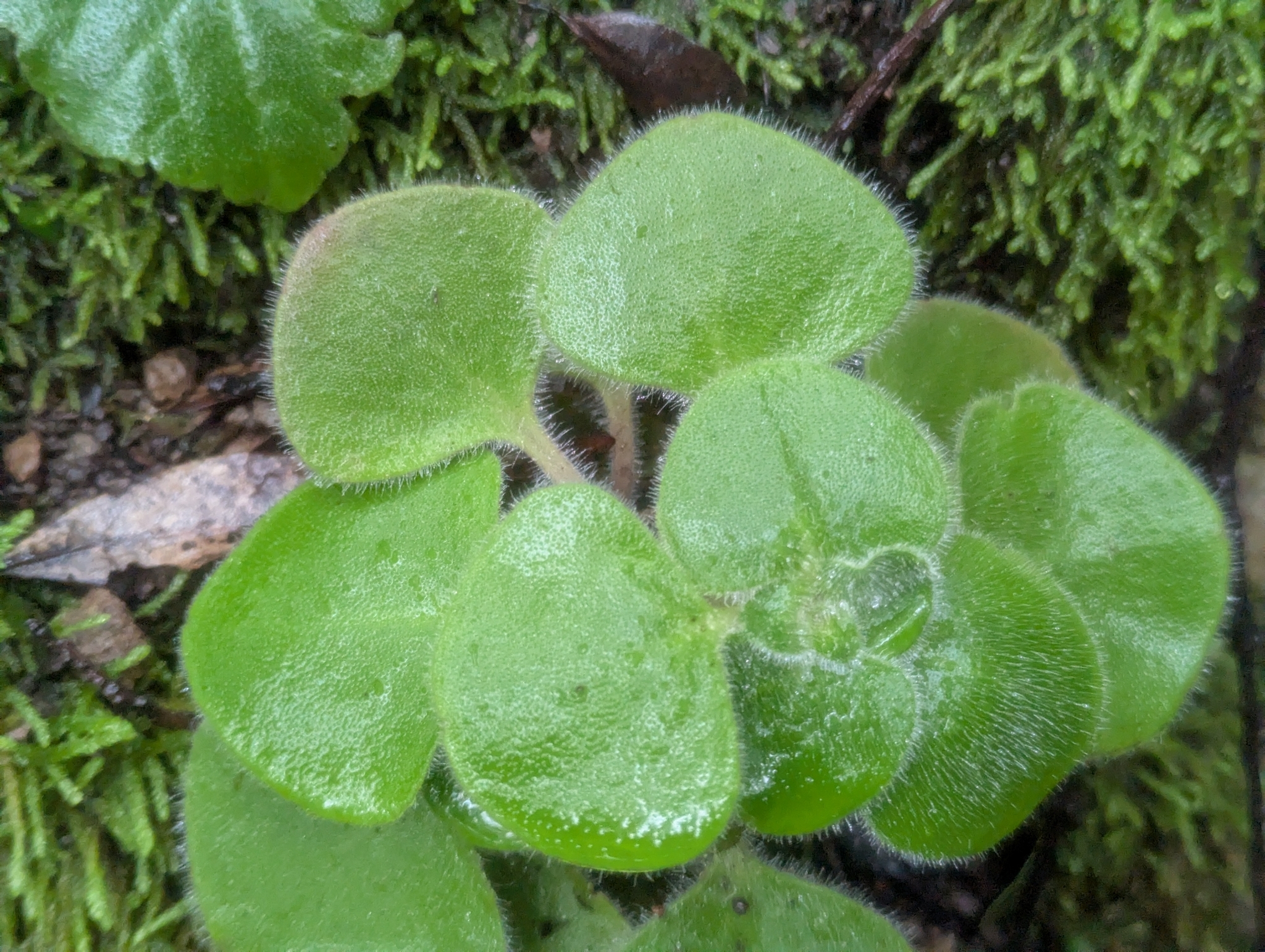 Photograph of Aichryson