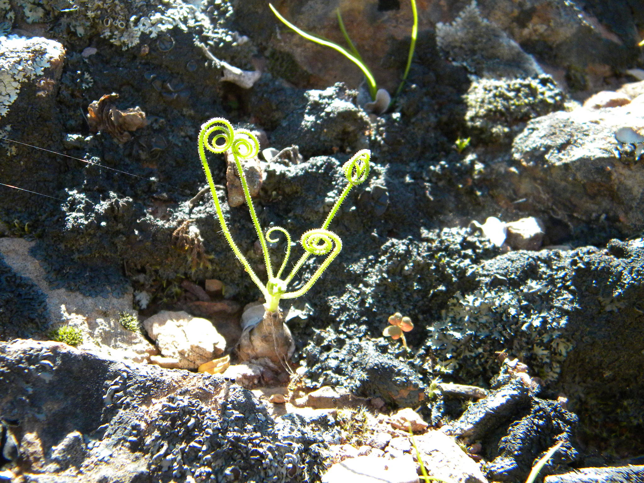 Photograph of Albuca