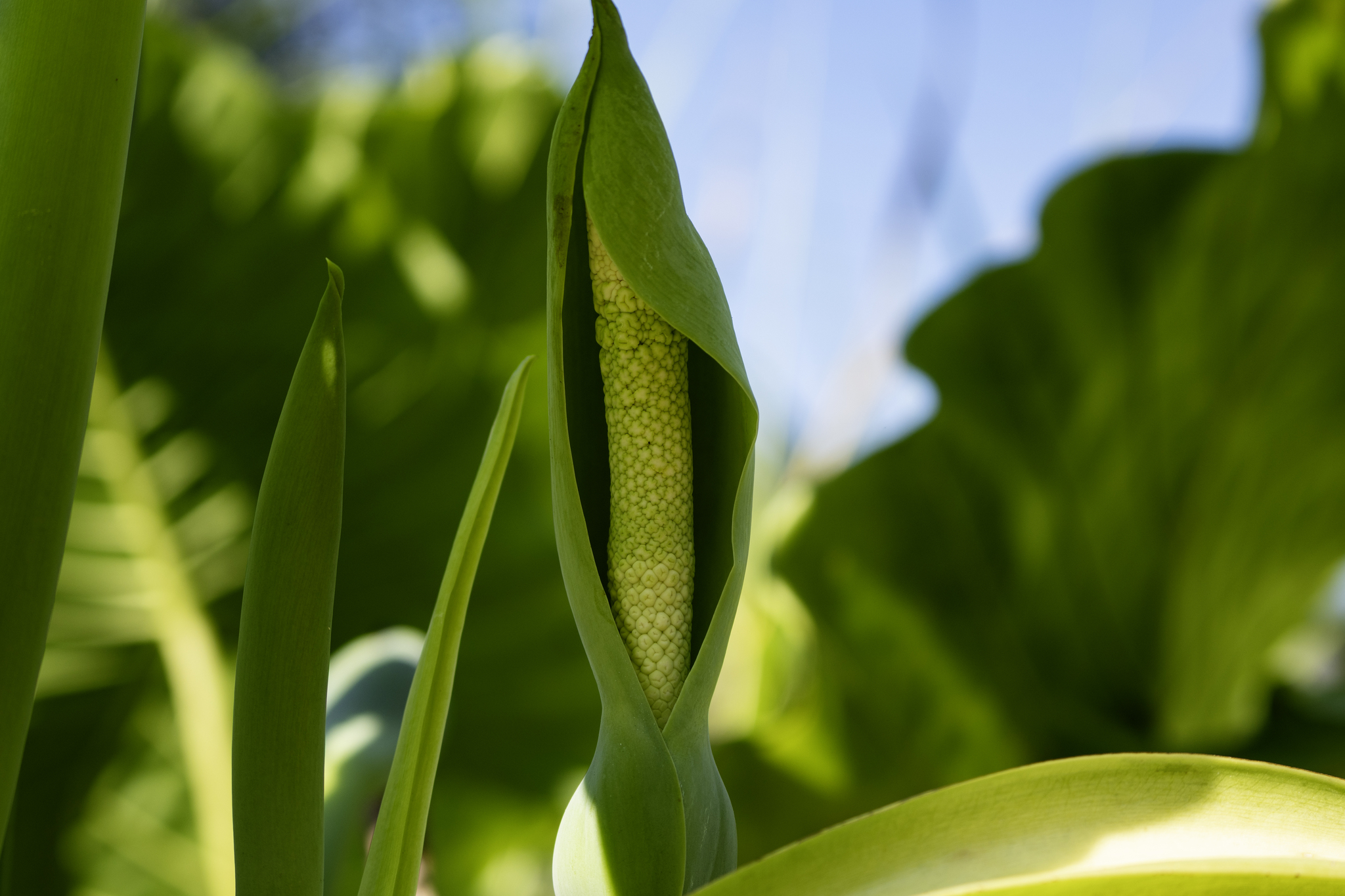 Photograph of Alocasia