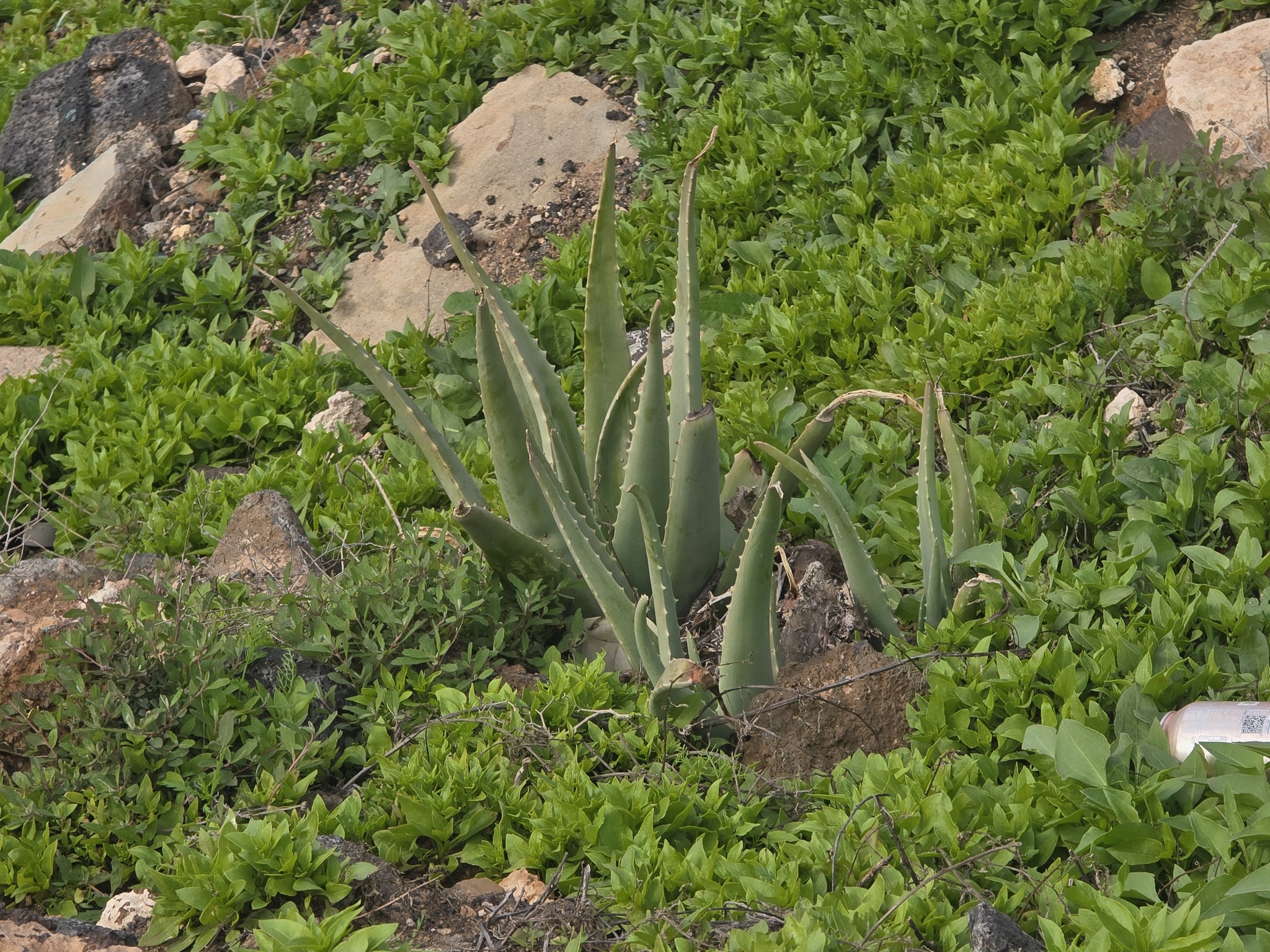 Photograph of Aloe Vera