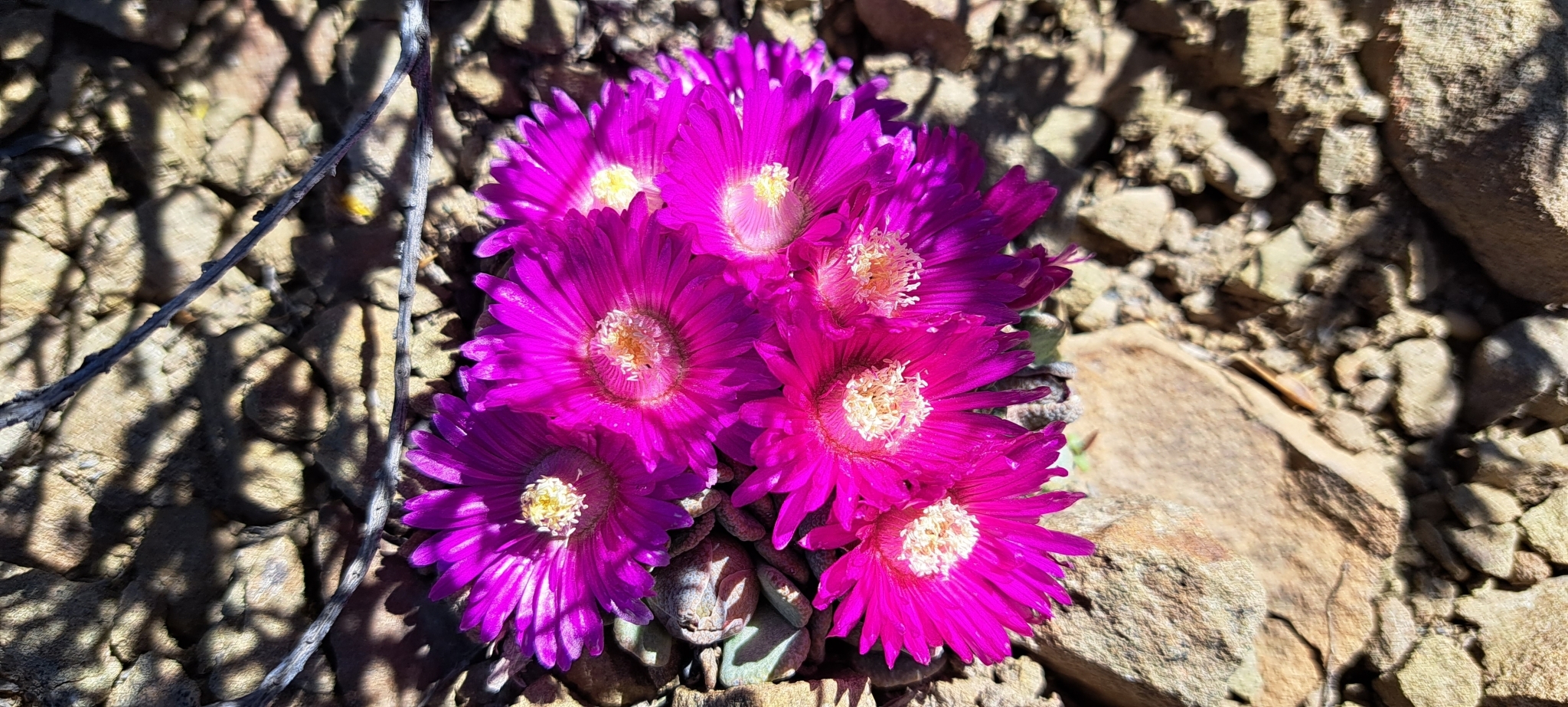 Photograph of Aloinopsis
