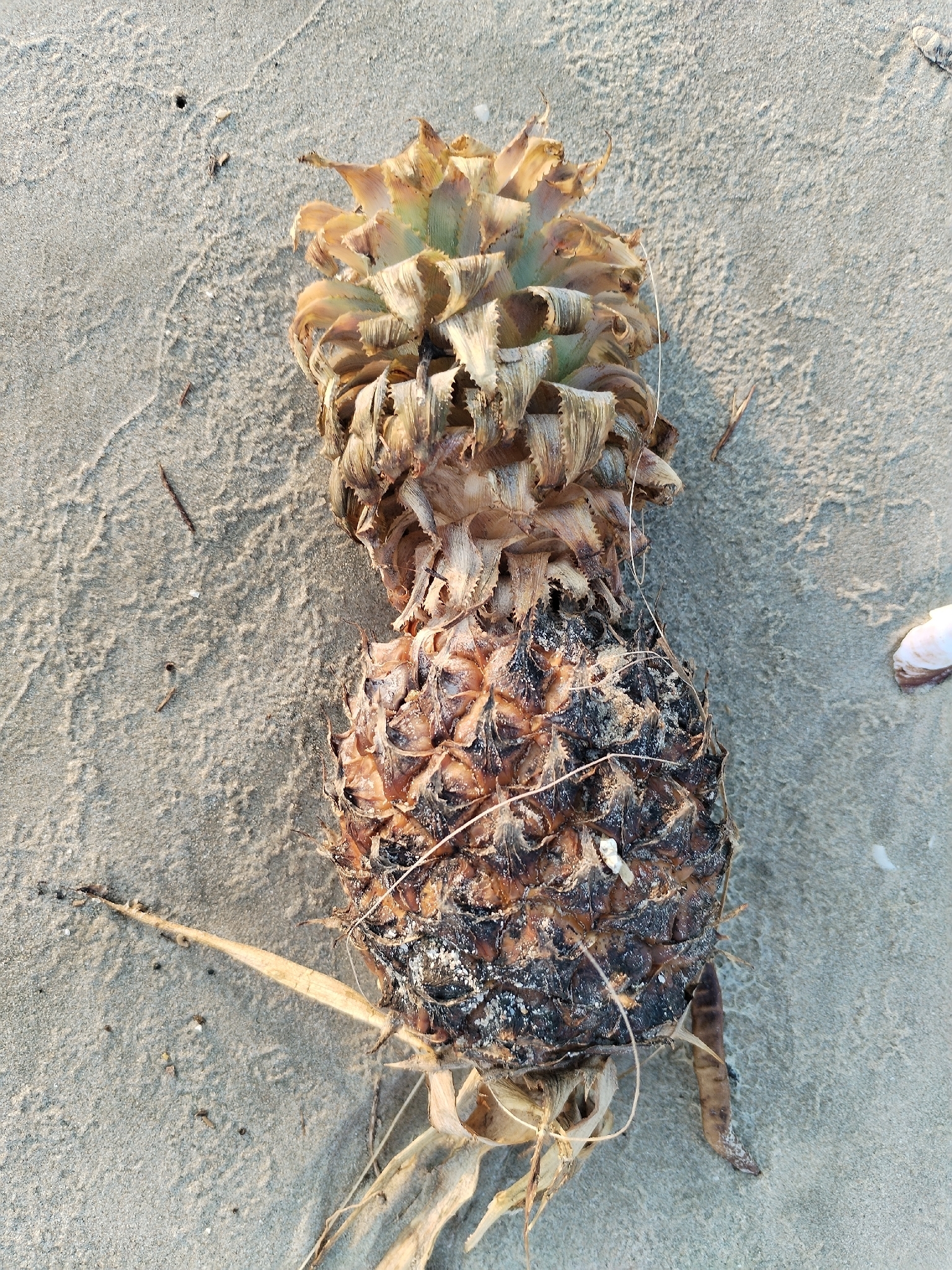 Photograph of Pineapple