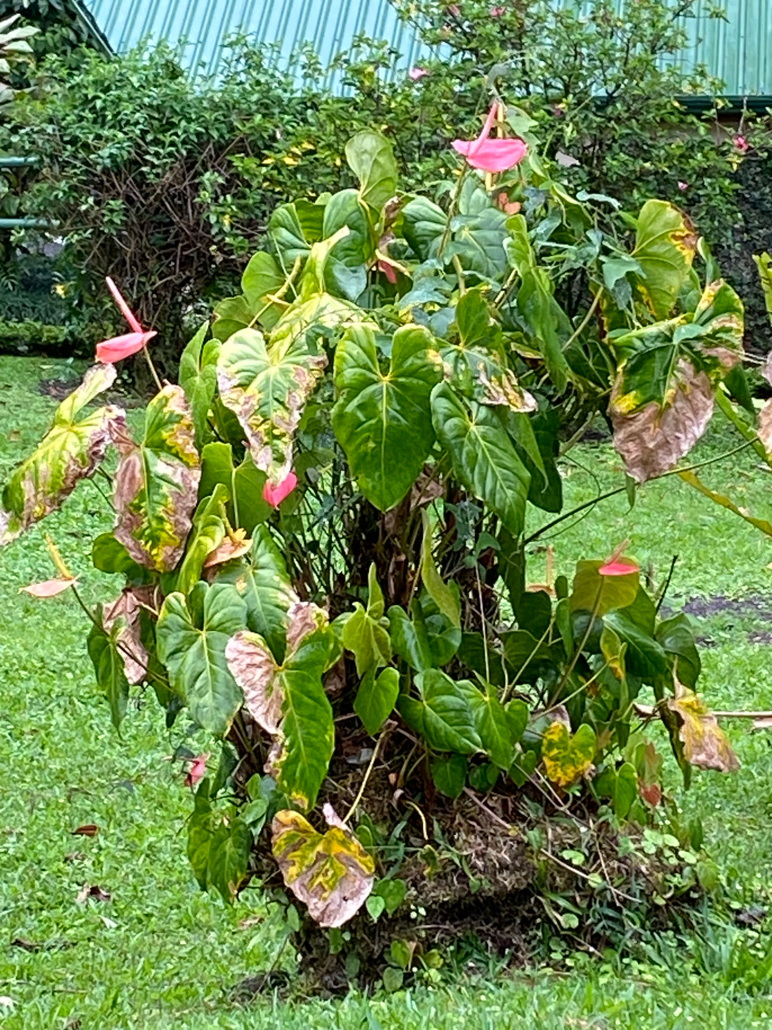 Photograph of Anthurium