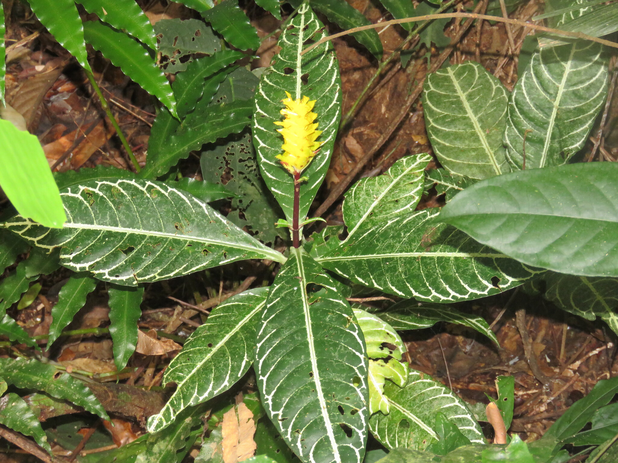 Photograph of Zebra Plant