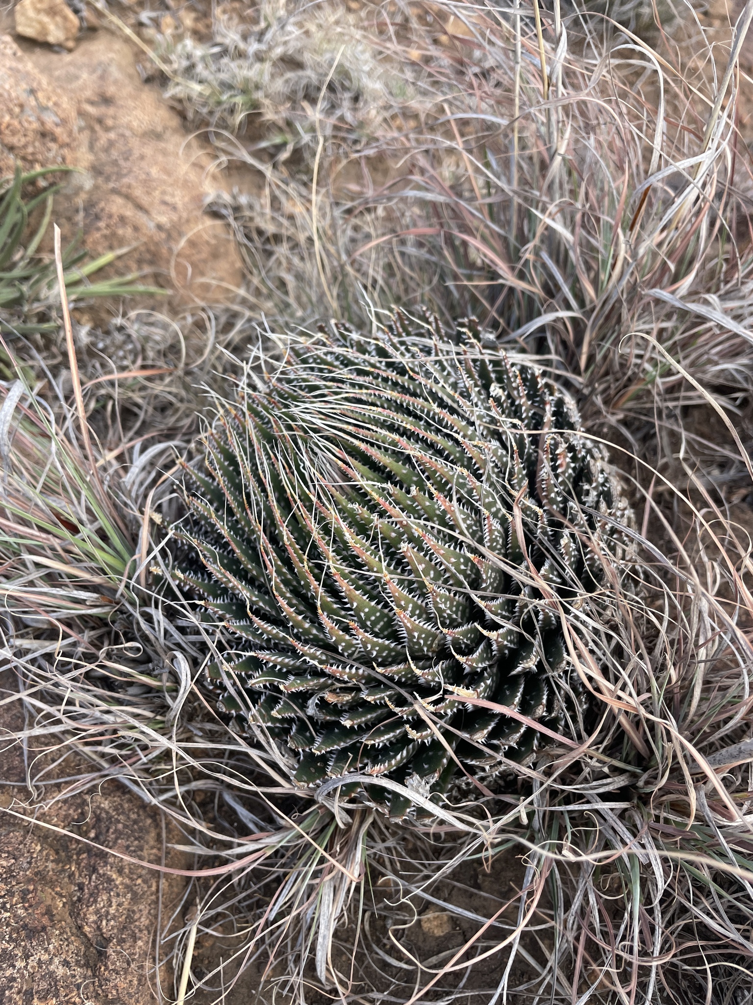 Photograph of Lace Aloe