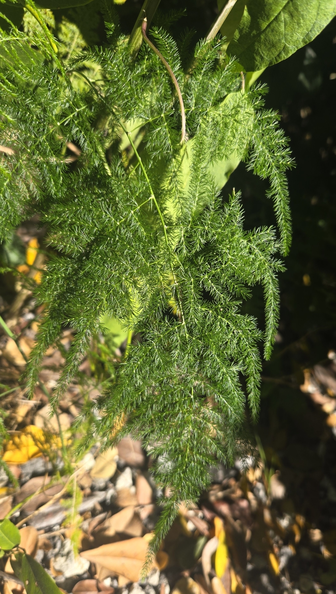 Photograph of Asparagus Fern