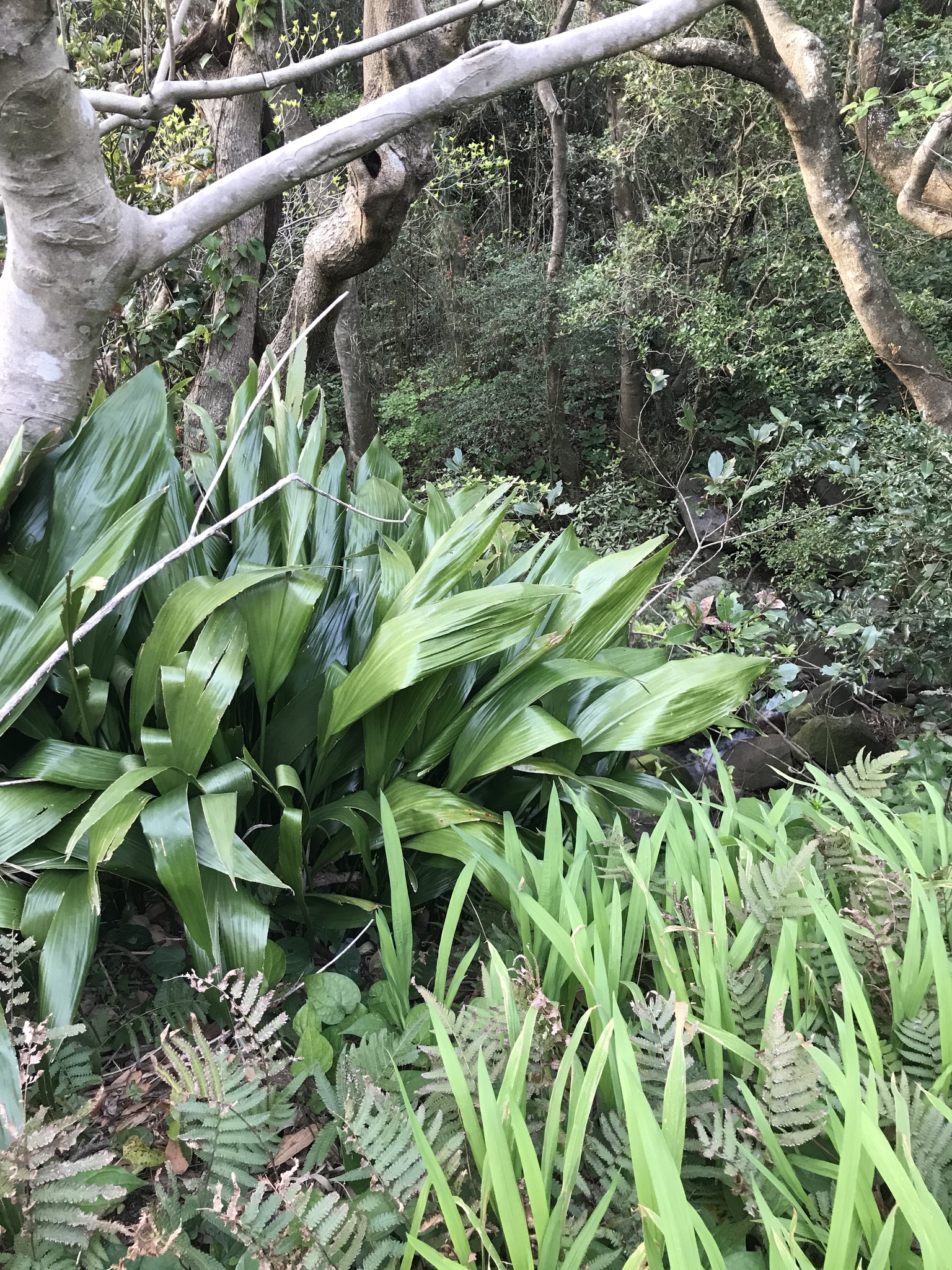 Photograph of Cast Iron Plant