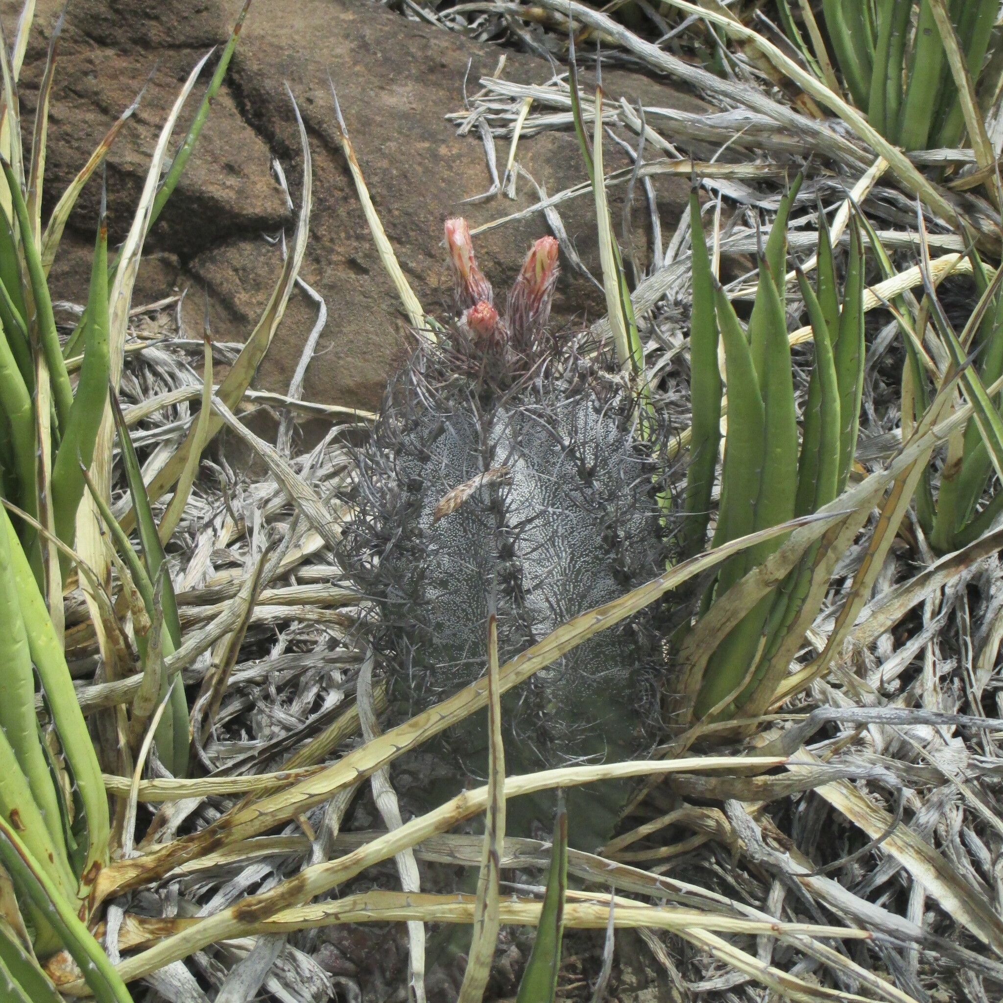 Photograph of Astrophytum