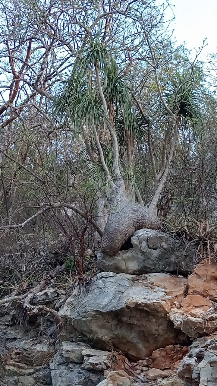 Photograph of Ponytail Palm