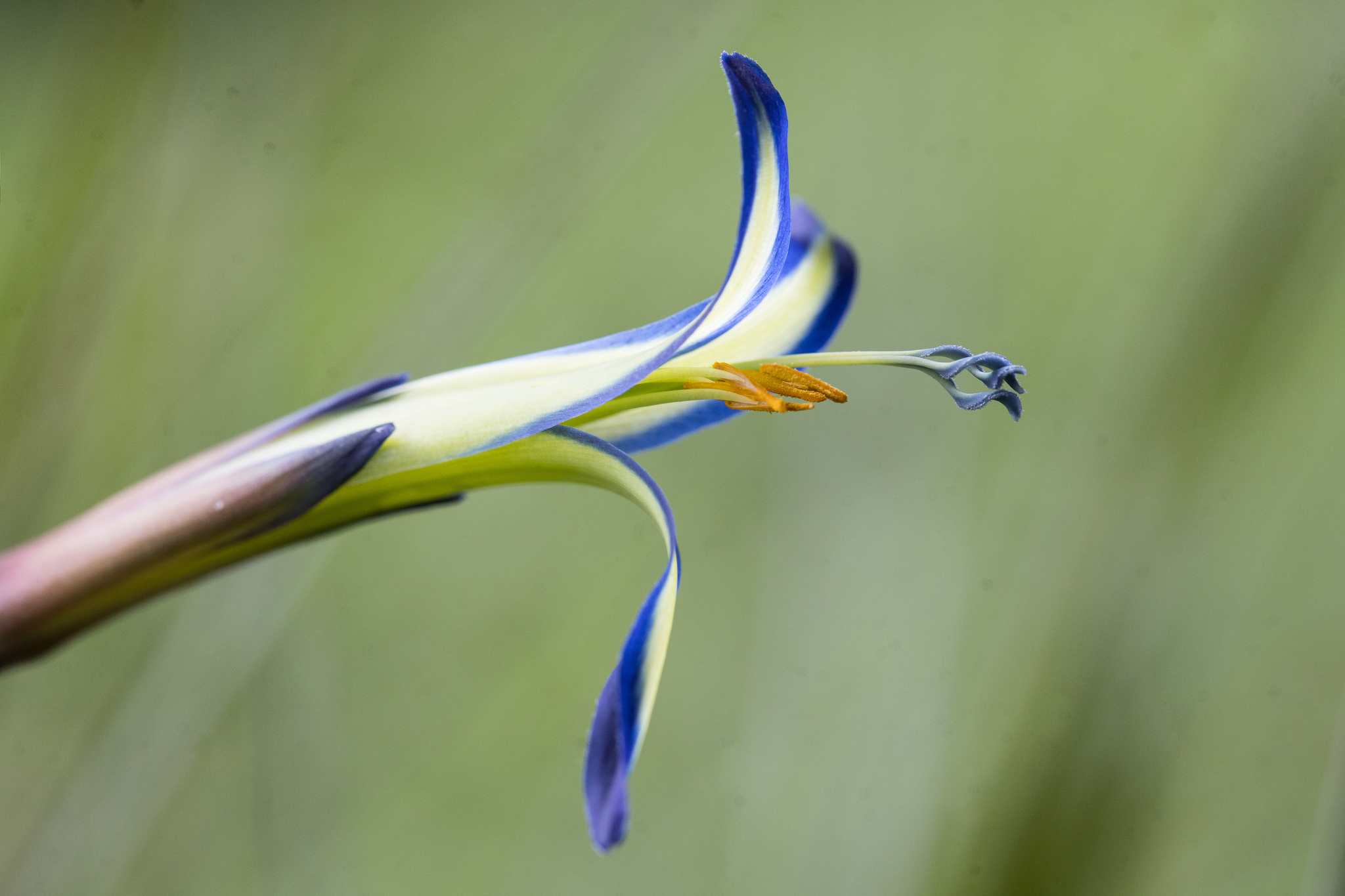 Photograph of Billbergia